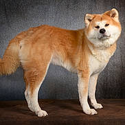 Pika a rejoint le concours — aidez-le/la à gagner de superbes lots ! akita, animal, brown_and_white, canine, dog, ears, fluffy, fur, indoor, looking_at_camera, nose, paws, pet, regal, standing, studio_portrait, tail, textured_background, whiskers, wooden_floor