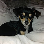 Nala participe au concours pour gagner de l'argent avec cette photo : dog, small_dog, black_dog, tan_dog, pet, blanket, bed, indoor, animal, canine, fur, cute, looking_at_camera, flash_reflection, cozy, resting, appliance, oven, dark_background, soft_texture