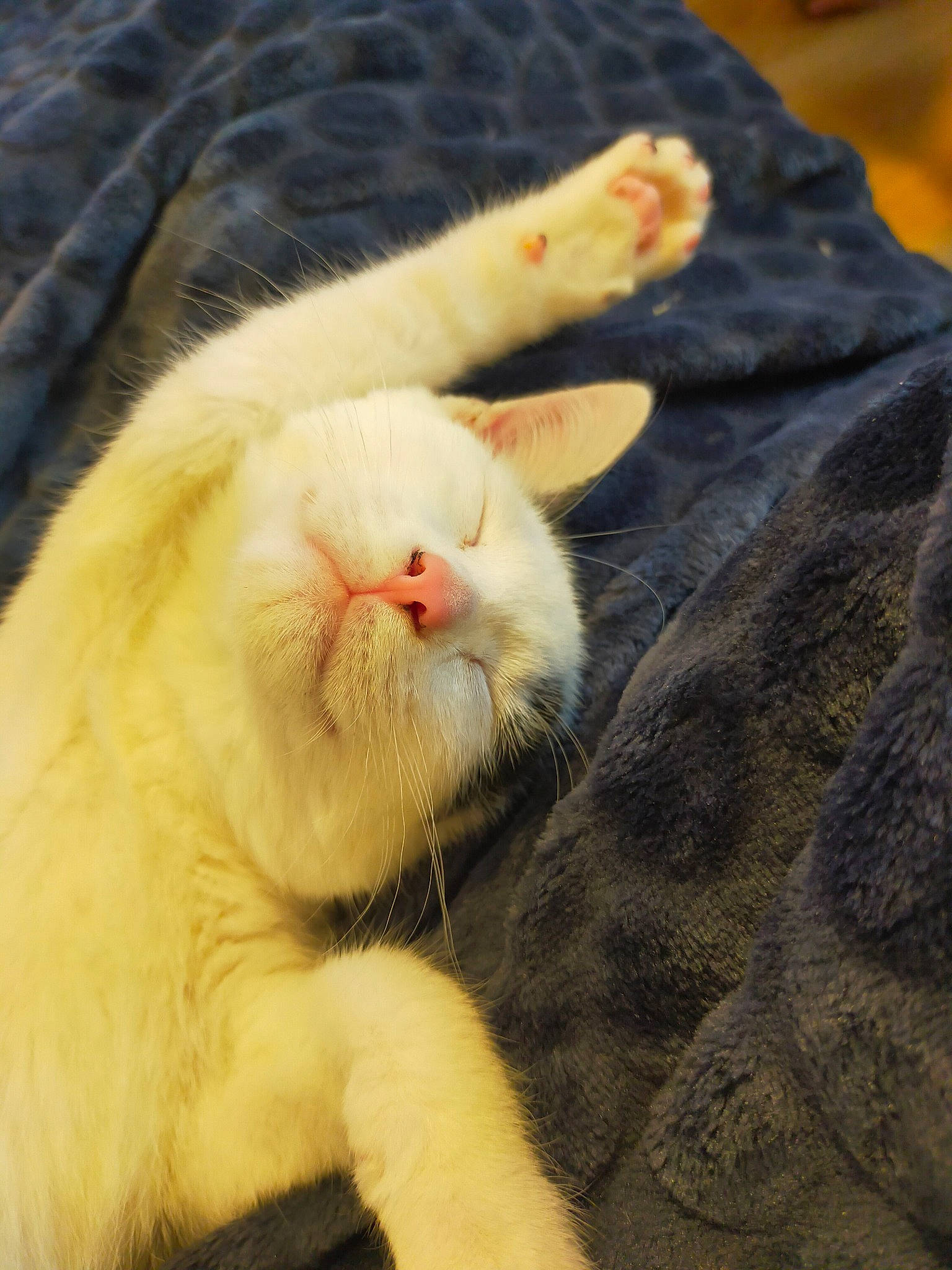 Bidou a rejoint le concours — aidez-le/la à gagner de superbes lots ! canidae, carnivore, cat, claw, dog_breed, domestic_rabbit, domestic_short_haired_cat, fawn, felidae, foot, fur, grass, paw, rabbits_and_hares, small_to_medium_sized_cats, snout, sporting_group, tail, terrestrial_animal, whiskers