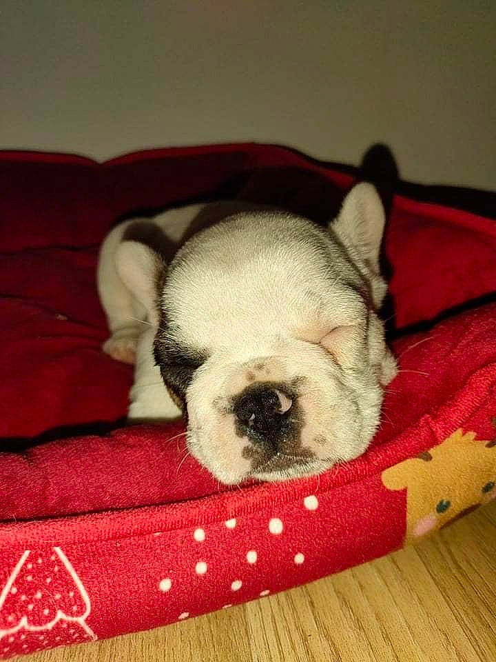 Scouby participe au concours pour gagner de l'argent avec cette photo : canidae, carmine, carnivore, comfort, companion_dog, dog, dog_breed, dog_supply, ear, fawn, fur, linens, nap, pet_supply, snout, sporting_group, terrestrial_animal, toy_dog, whiskers, working_animal