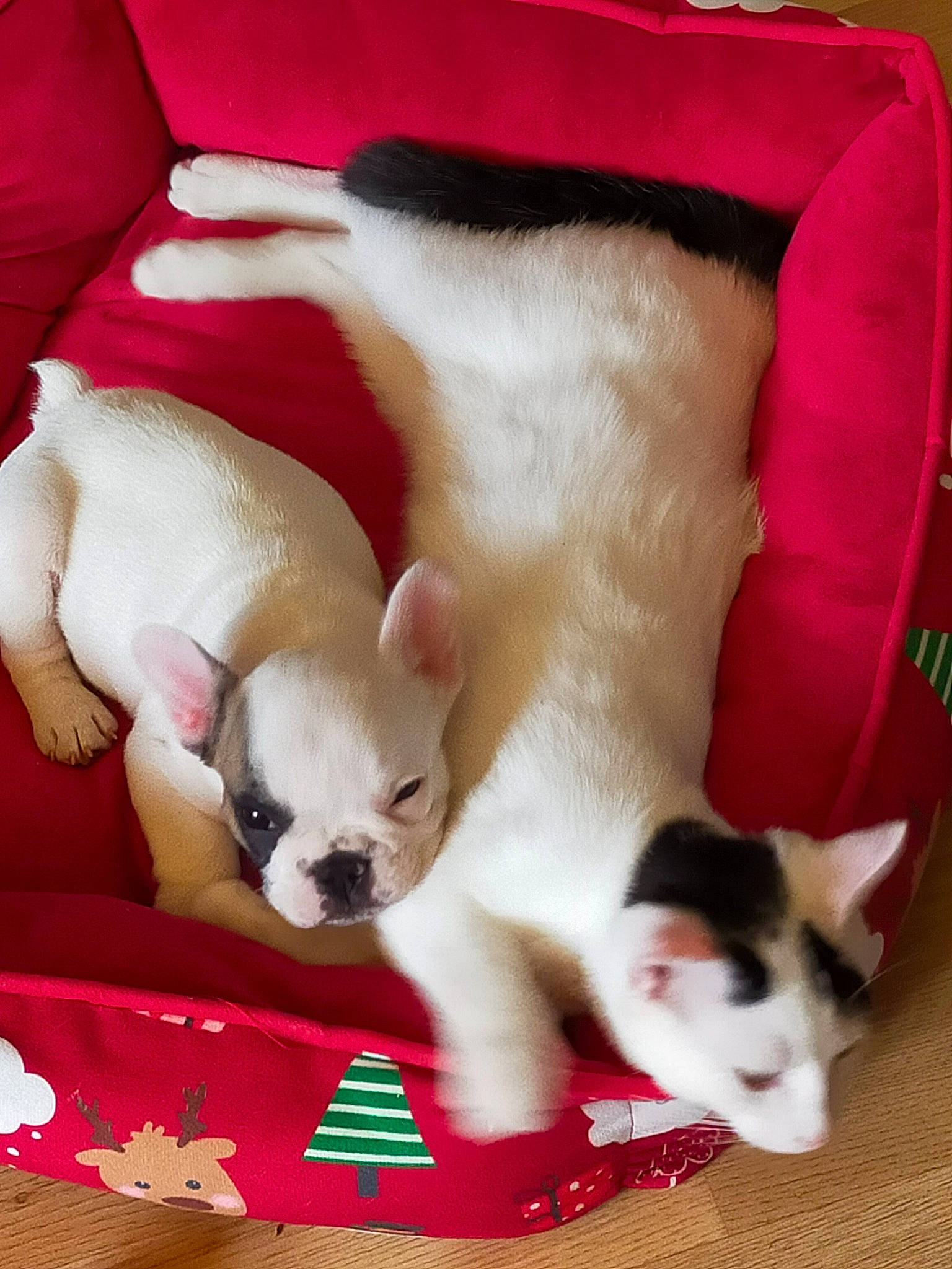 Scouby a rejoint le concours — aidez-le/la à gagner de superbes lots ! carnivore, cat, cat_supply, chihuahua, comfort, companion_dog, dog, dog_breed, dog_supply, fawn, felidae, mammal, pet_supply, red, snout, tail, vertebrate, whiskers, white, working_animal