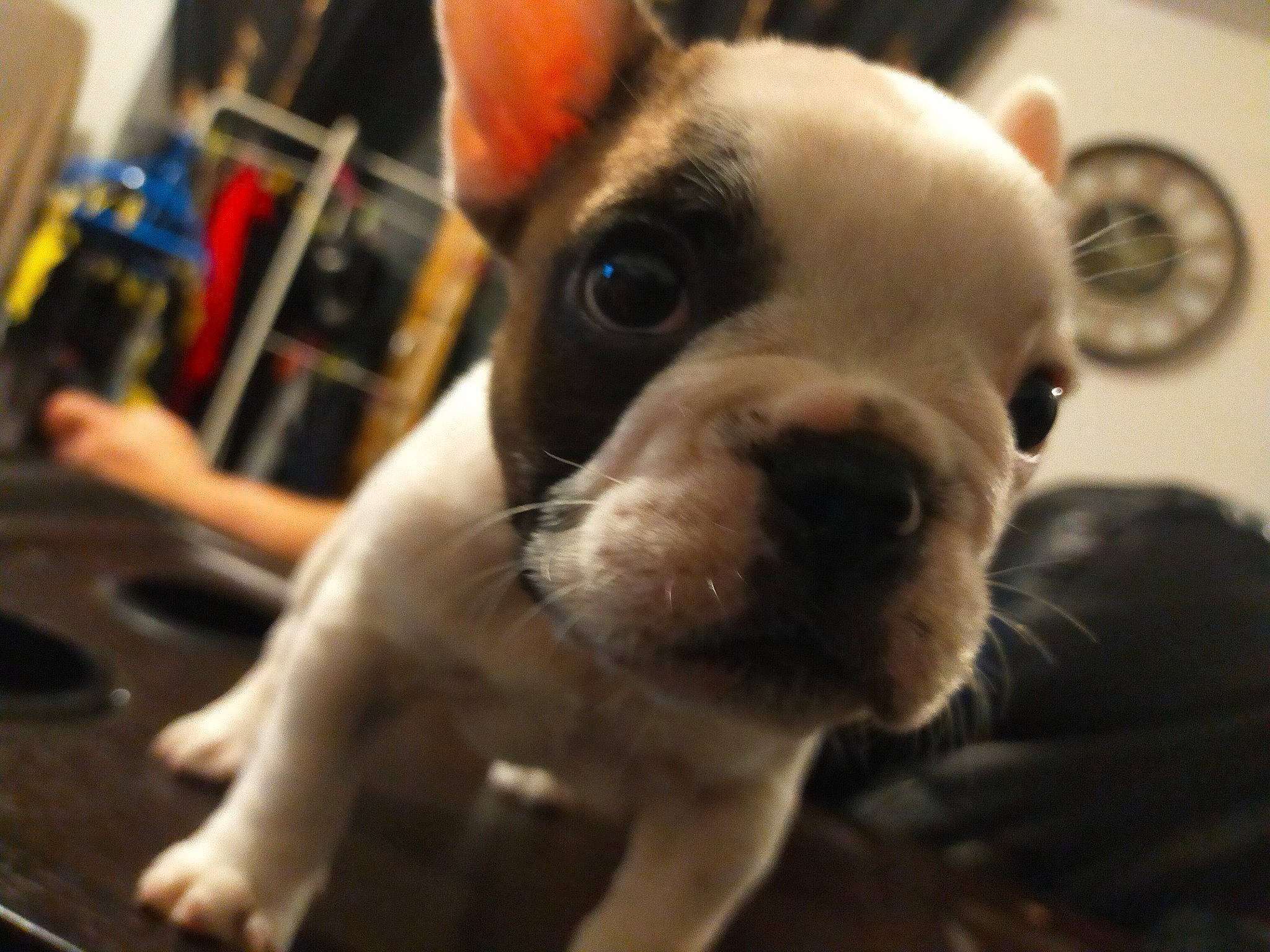 Scouby a rejoint le concours — aidez-le/la à gagner de superbes lots ! boston_terrier, bulldog, canidae, carnivore, chair, companion_dog, dog, dog_breed, ear, eye, fawn, french_bulldog, fur, nose, snapshot, snout, sporting_group, toy_dog, whiskers, working_animal