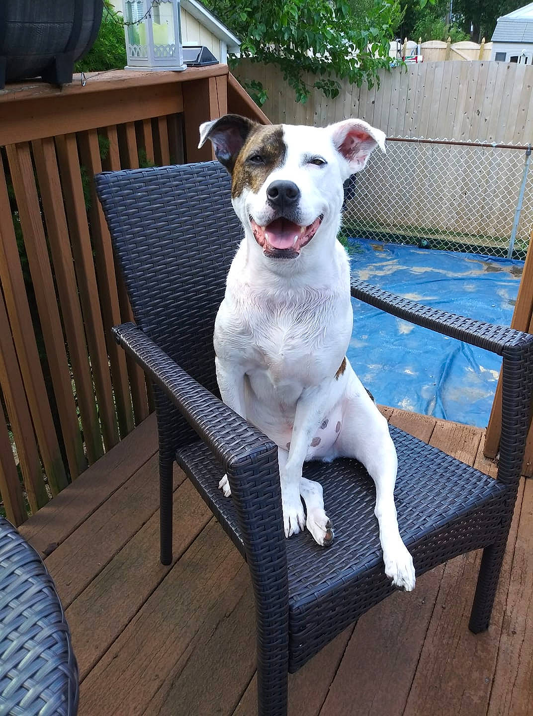 Razor joined the competition — help win amazing prizes! canidae, carnivore, chair, companion_dog, dog, dog_breed, fawn, feist, furniture, jack_russell_terrier, mammal, parson_russell_terrier, rare_breed_dog, russell_terrier, terrier, vertebrate