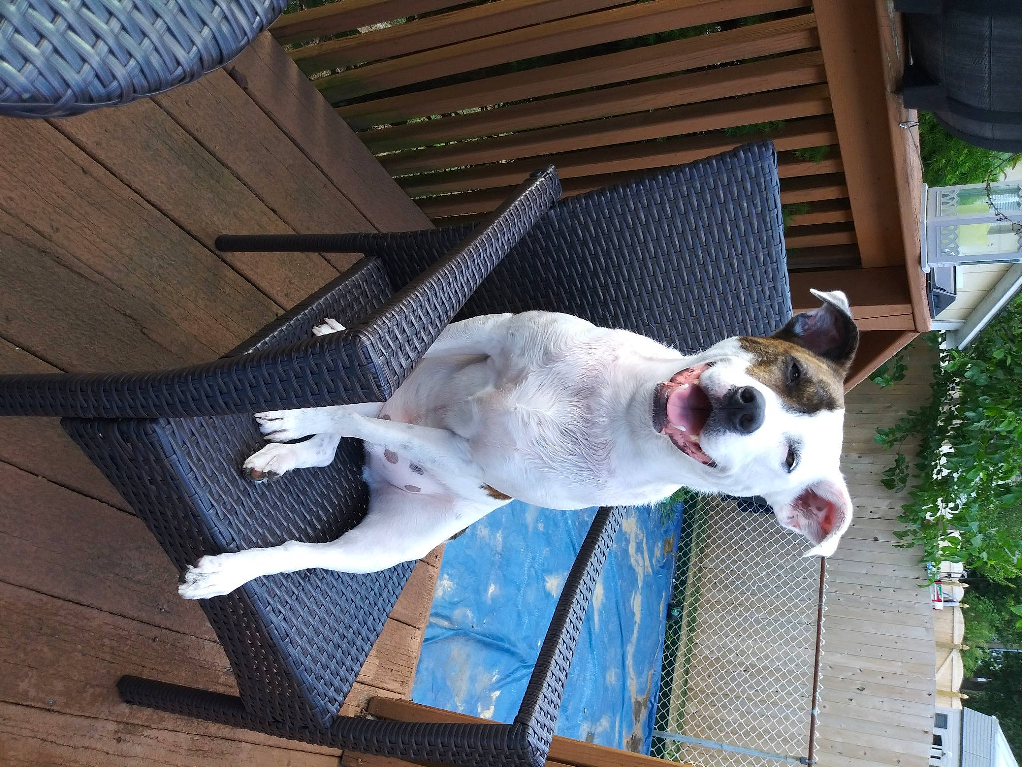 Razor joined the competition — help win amazing prizes! american_bulldog, american_staffordshire_terrier, australian_bulldog, canidae, carnivore, companion_dog, danish_swedish_farmdog, dog, dog_breed, fawn, feist, mammal, non_sporting_group, sporting_group, treeing_feist, valley_bulldog