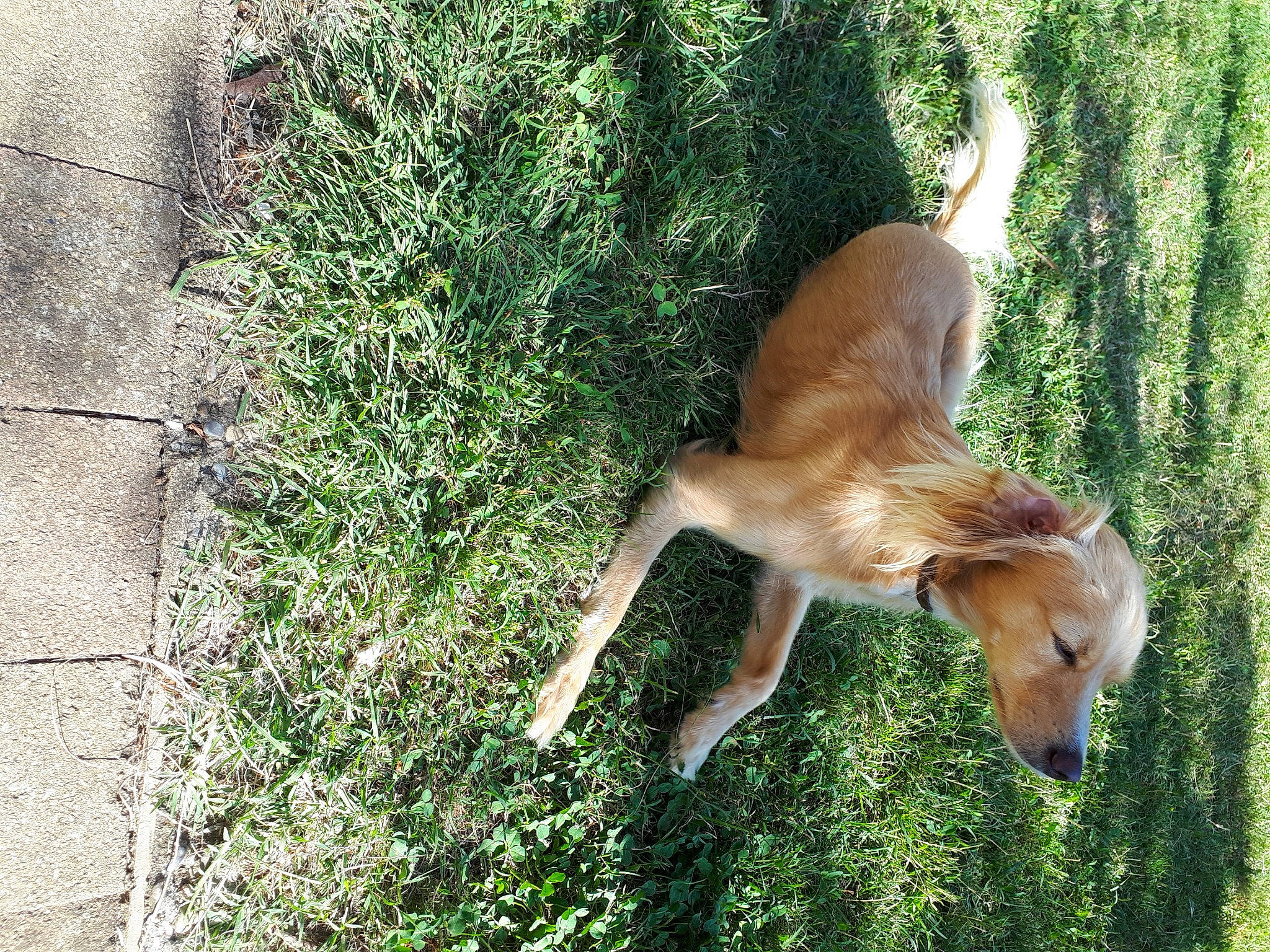 Baloo a rejoint le concours — aidez-le/la à gagner de superbes lots ! canidae, carnivore, companion_dog, concrete, dog, dog_breed, fawn, grass, groundcover, hunting_dog, liver, plant, shrub, sporting_group, tail, terrestrial_animal, tree, wildlife