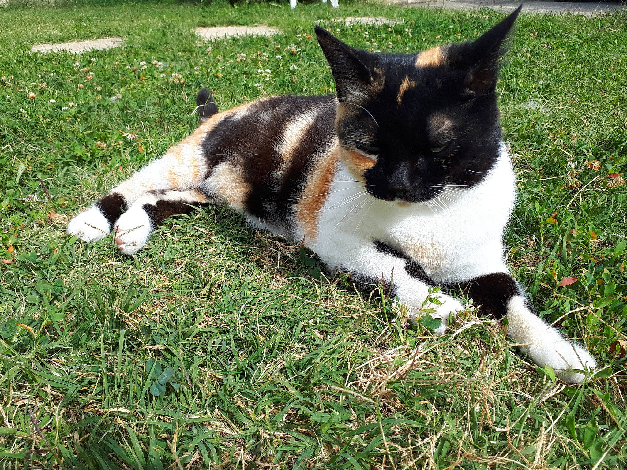 Citrouille a rejoint le concours — aidez-le/la à gagner de superbes lots ! canidae, carnivore, cat, companion_dog, dog_breed, domestic_short_haired_cat, felidae, foot, fur, grass, grassland, groundcover, paw, plant, small_to_medium_sized_cats, snout, sporting_group, tail, terrestrial_animal, whiskers