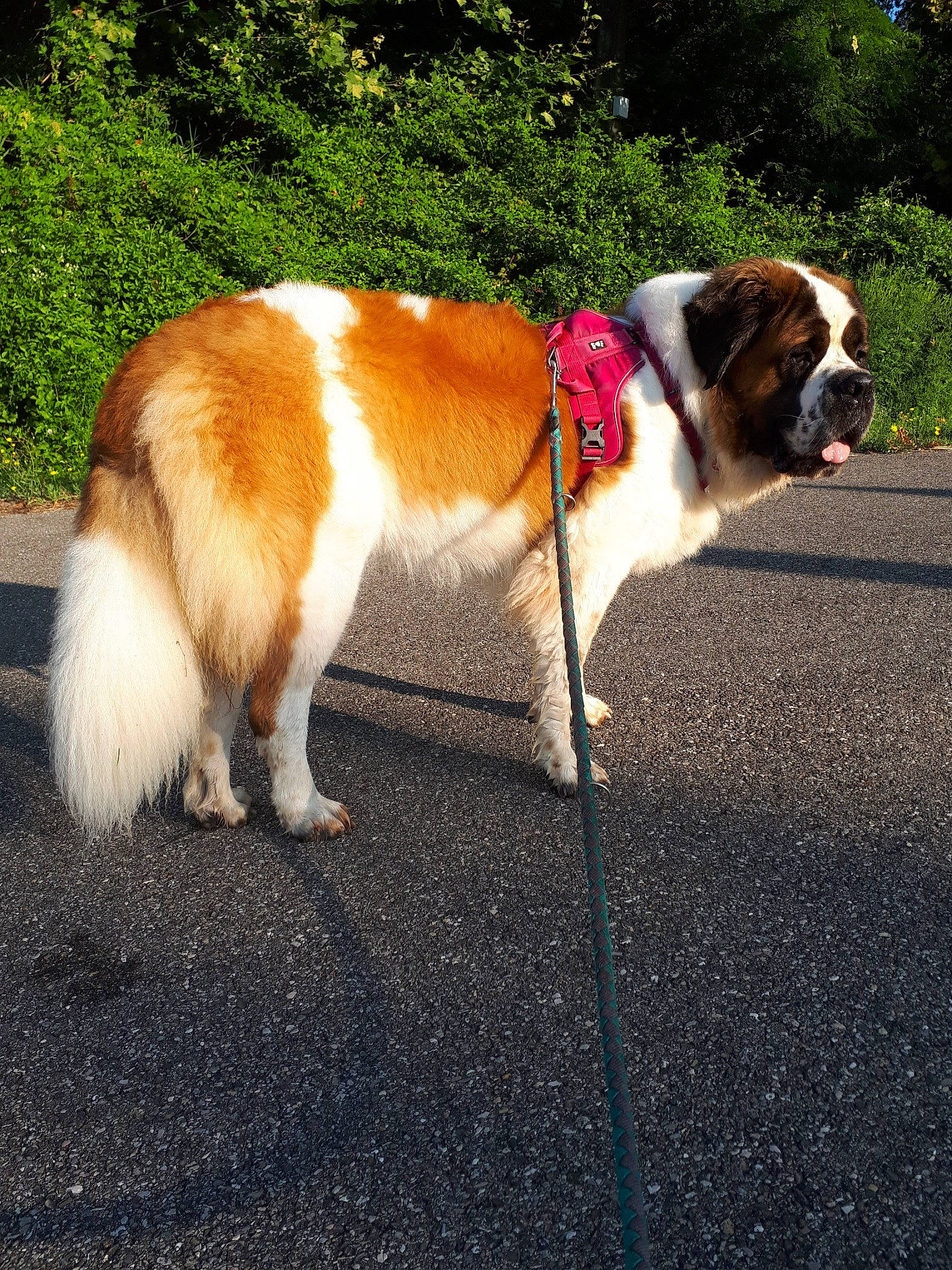 Liskamm a rejoint le concours — aidez-le/la à gagner de superbes lots ! asphalt, carnivore, collar, companion_dog, dog, dog_breed, dog_collar, dog_supply, fawn, fur, grass, king_charles_spaniel, leash, plant, road_surface, snout, sporting_group, tail, tree, whiskers