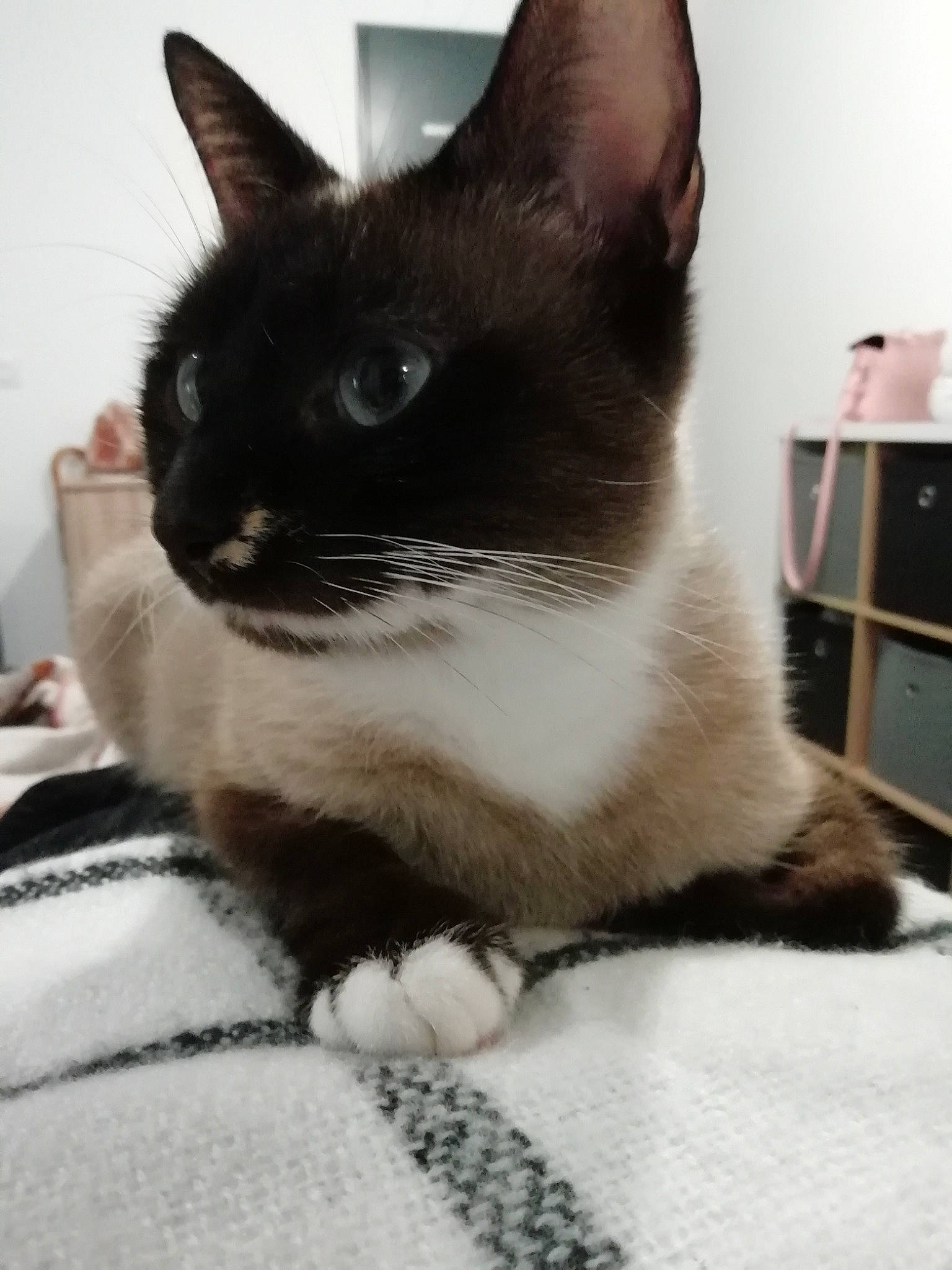 Duracell participe au concours pour gagner de l'argent avec cette photo : asian, black_and_white, black_cat, burmese, carnivore, cat, domestic_short_haired_cat, ear, felidae, fur, kitten, mammal, polydactyl_cat, siamese, small_to_medium_sized_cats, thai, tonkinese, vertebrate, whiskers