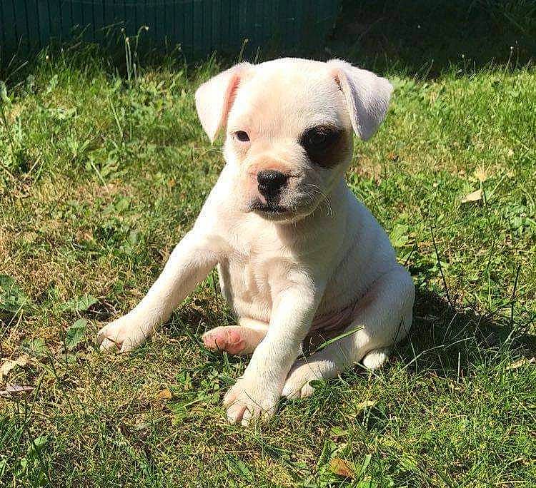 Ragnar a rejoint le concours — aidez-le/la à gagner de superbes lots ! boxer, canidae, carnivore, companion_dog, dog, dog_breed, dogo_guatemalteco, dorset_olde_tyme_bulldogge, fawn, grass, mammal, non_sporting_group, puppy, puppy_love, rare_breed_dog, snout, sporting_group, toy_bulldog, vertebrate, white_english_bulldog