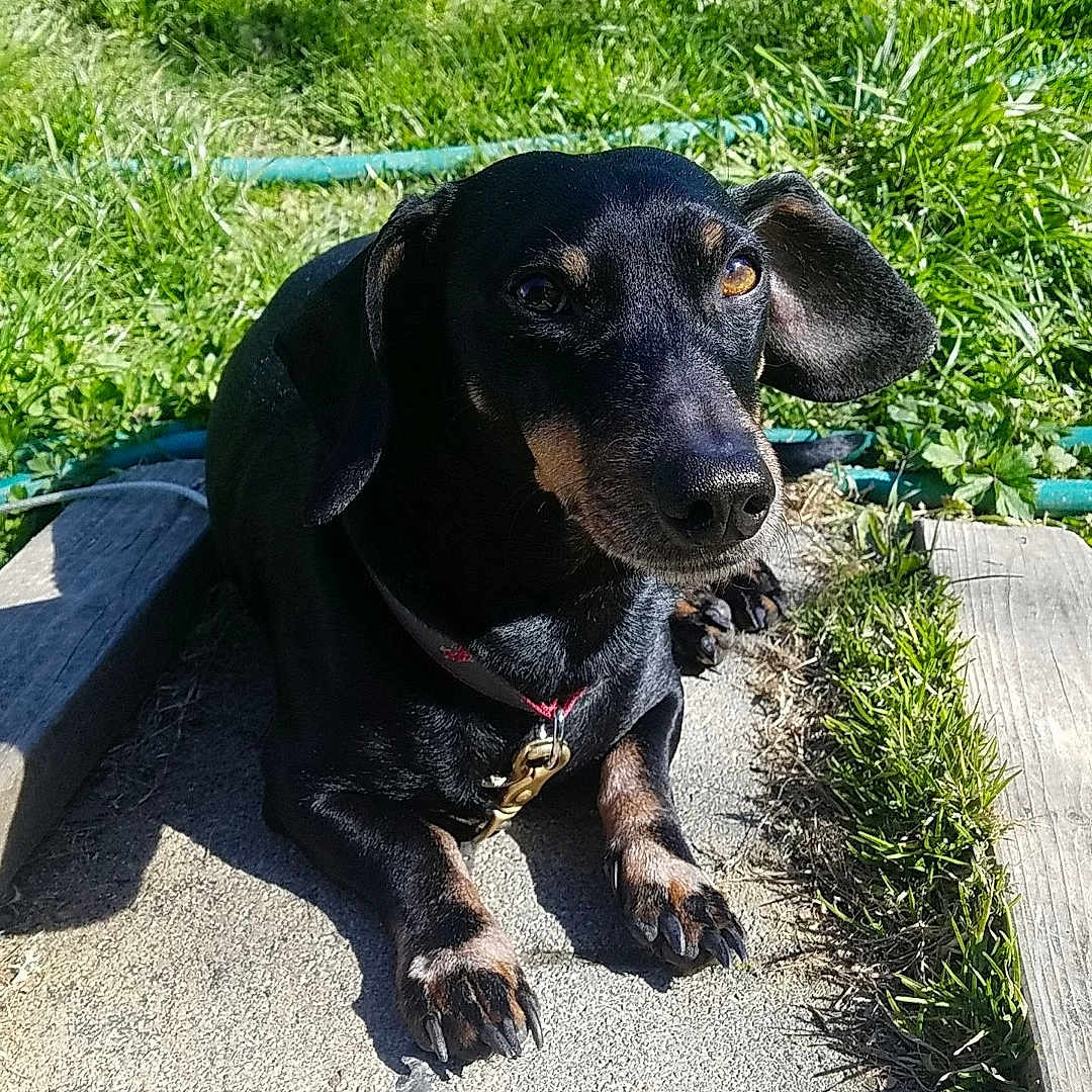 Earl joined the competition — help win amazing prizes! accessories, animal, backyard, ball, bench, canine, dog, furniture, grass, hound, nature, outdoors, park, pet, plant, puppy, sport, tennis, tennisball, yard