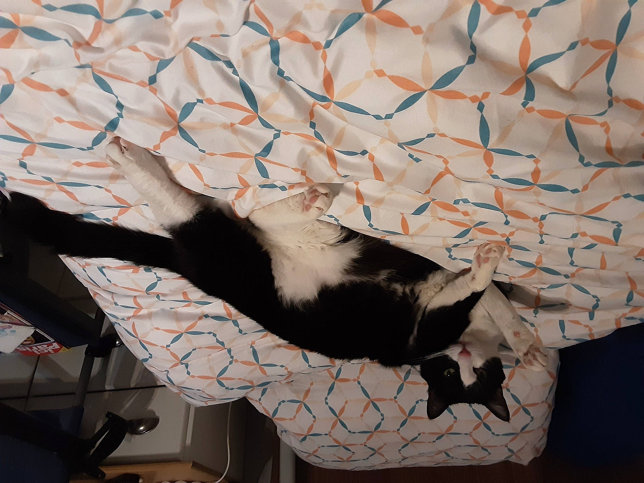 Moustik a rejoint le concours — aidez-le/la à gagner de superbes lots ! art, carnivore, cat, ceiling, comfort, domestic_short_haired_cat, felidae, fur, illustration, paper, pattern, room, shadow, small_to_medium_sized_cats, tail, twig, visual_arts, wall, whiskers, window