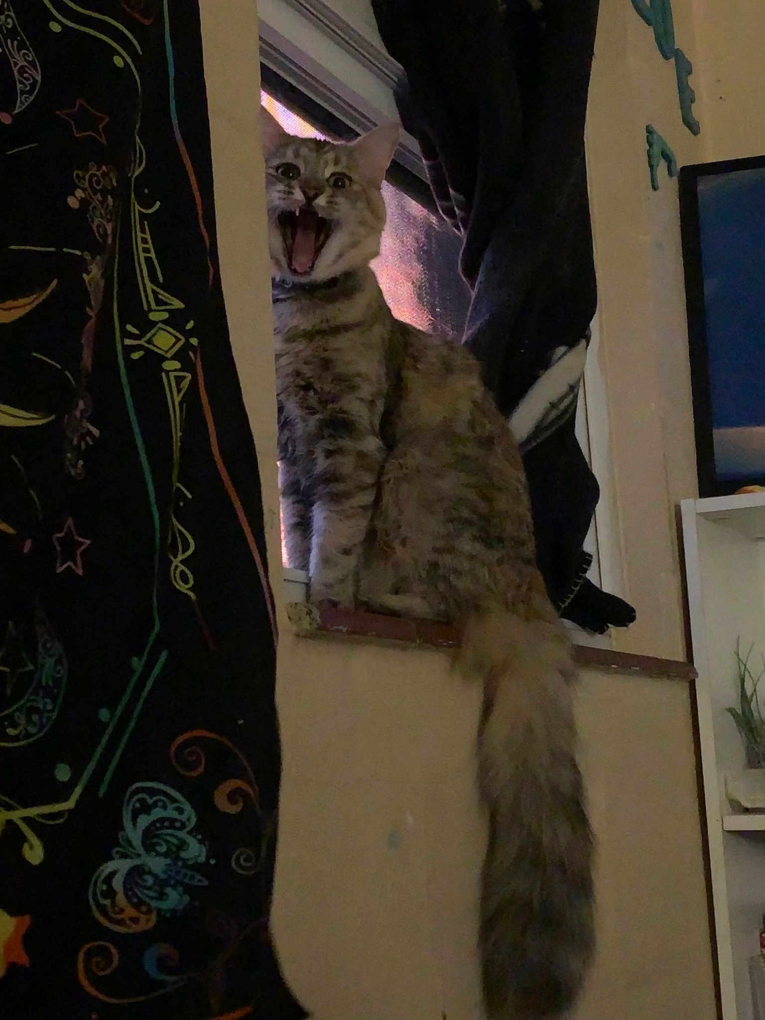 Juniper