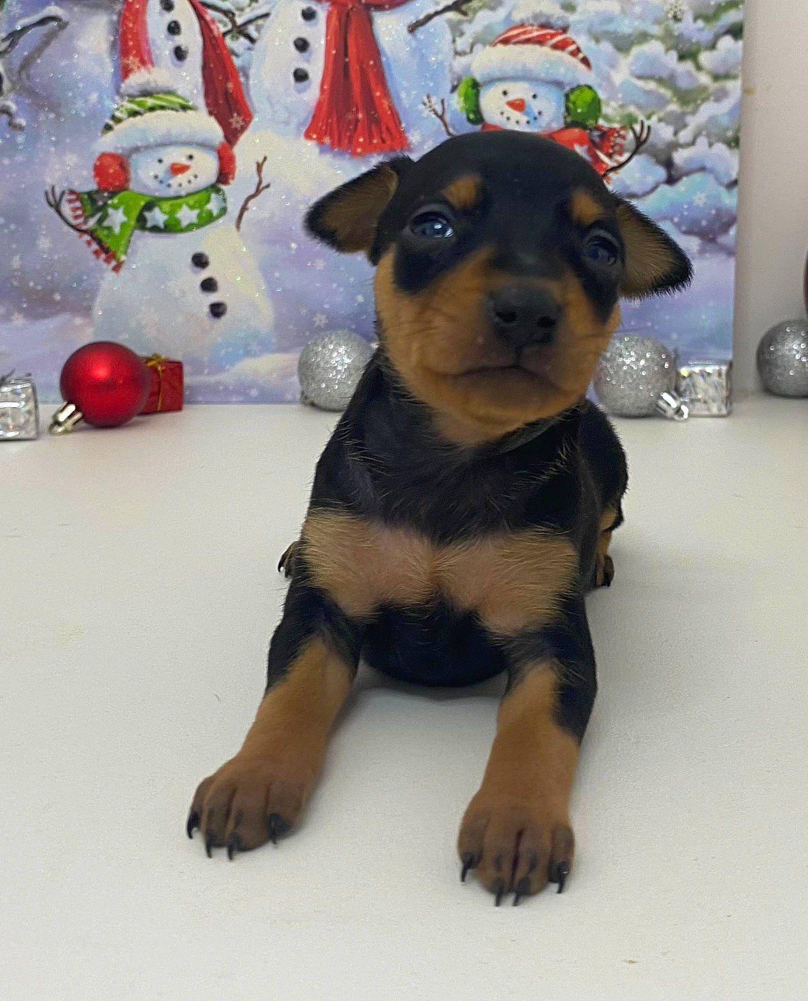 Lily is registered to the contest to win money with this photo: canidae, carnivore, collar, companion_dog, dog, dog_breed, dog_clothes, dog_supply, event, eye, fawn, guard_dog, pet_supply, snout, sporting_group, terrestrial_animal, toy_dog, whiskers, working_animal, working_dog