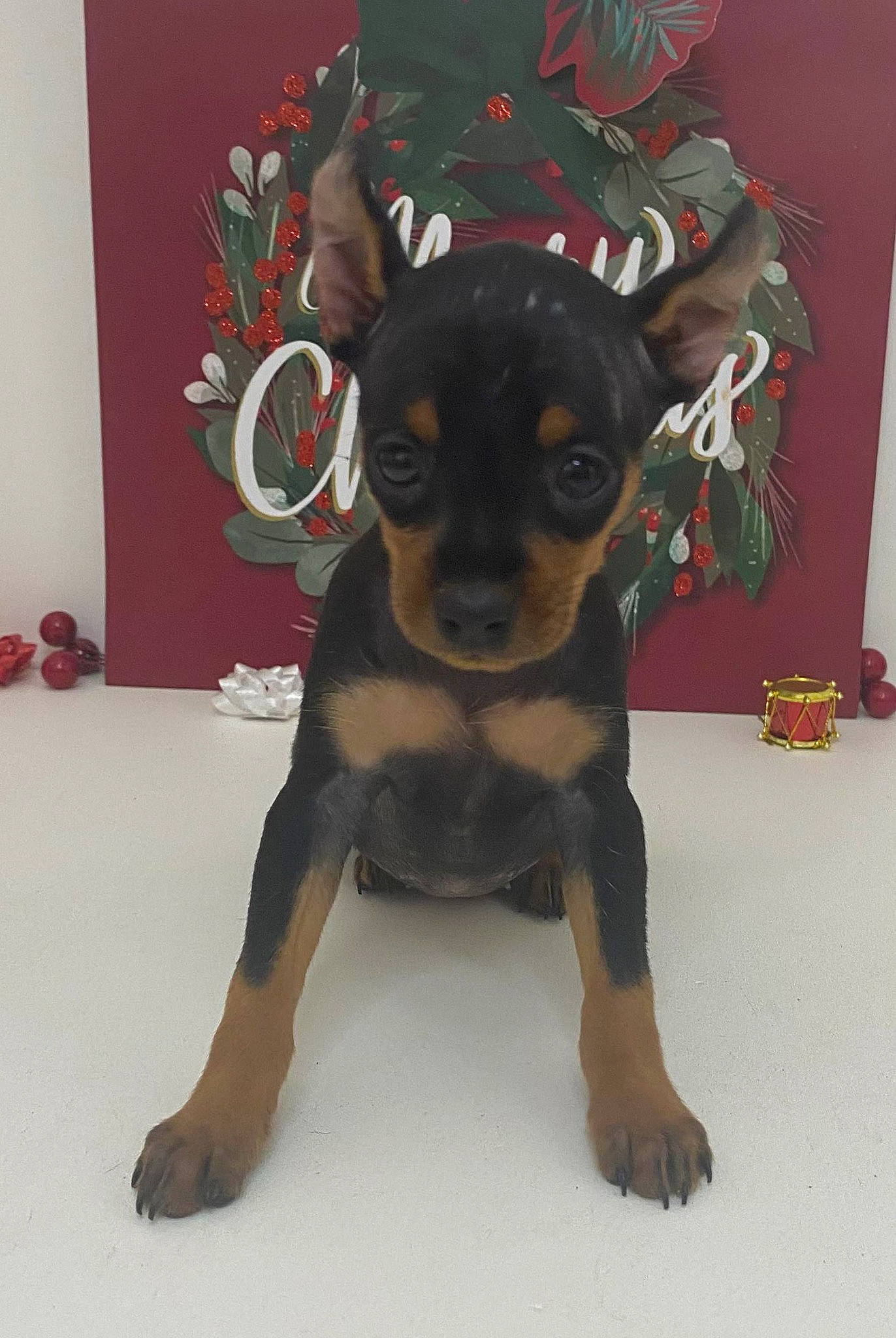 Lily is registered to the contest to win money with this photo: ancient_dog_breeds, canidae, carnivore, chihuahua, companion_dog, dog, dog_breed, fawn, fur, guard_dog, paw, prazsky_krysarik, rottweiler, snout, sporting_group, terrestrial_animal, toy_dog, whiskers, working_animal, working_dog