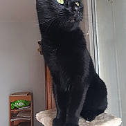 Moustique participe au concours pour gagner de l'argent avec cette photo : animal, black_cat, cat_tree, daylight, domestic_cat, ears, feline, fur, furniture, household_items, indoor, looking_away, pet, shelf, sitting, tail, whiskers, window, wooden_floor, yellow_eyes