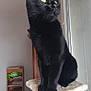 animal, black_cat, cat_tree, daylight, domestic_cat, ears, feline, fur, furniture, household_items, indoor, looking_away, pet, shelf, sitting, tail, whiskers, window, wooden_floor, yellow_eyes