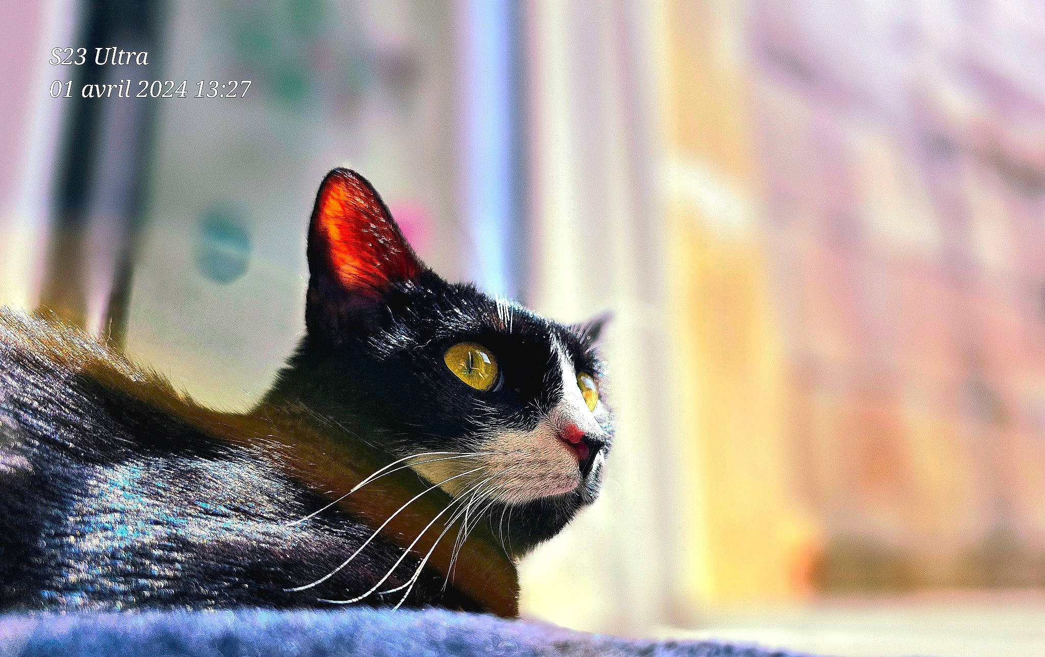 Uguette participe au concours pour gagner de l'argent avec cette photo : black_cat, carnivore, cat, domestic_short_haired_cat, felidae, fur, small_to_medium_sized_cats, tail, terrestrial_animal, tree, whiskers, window