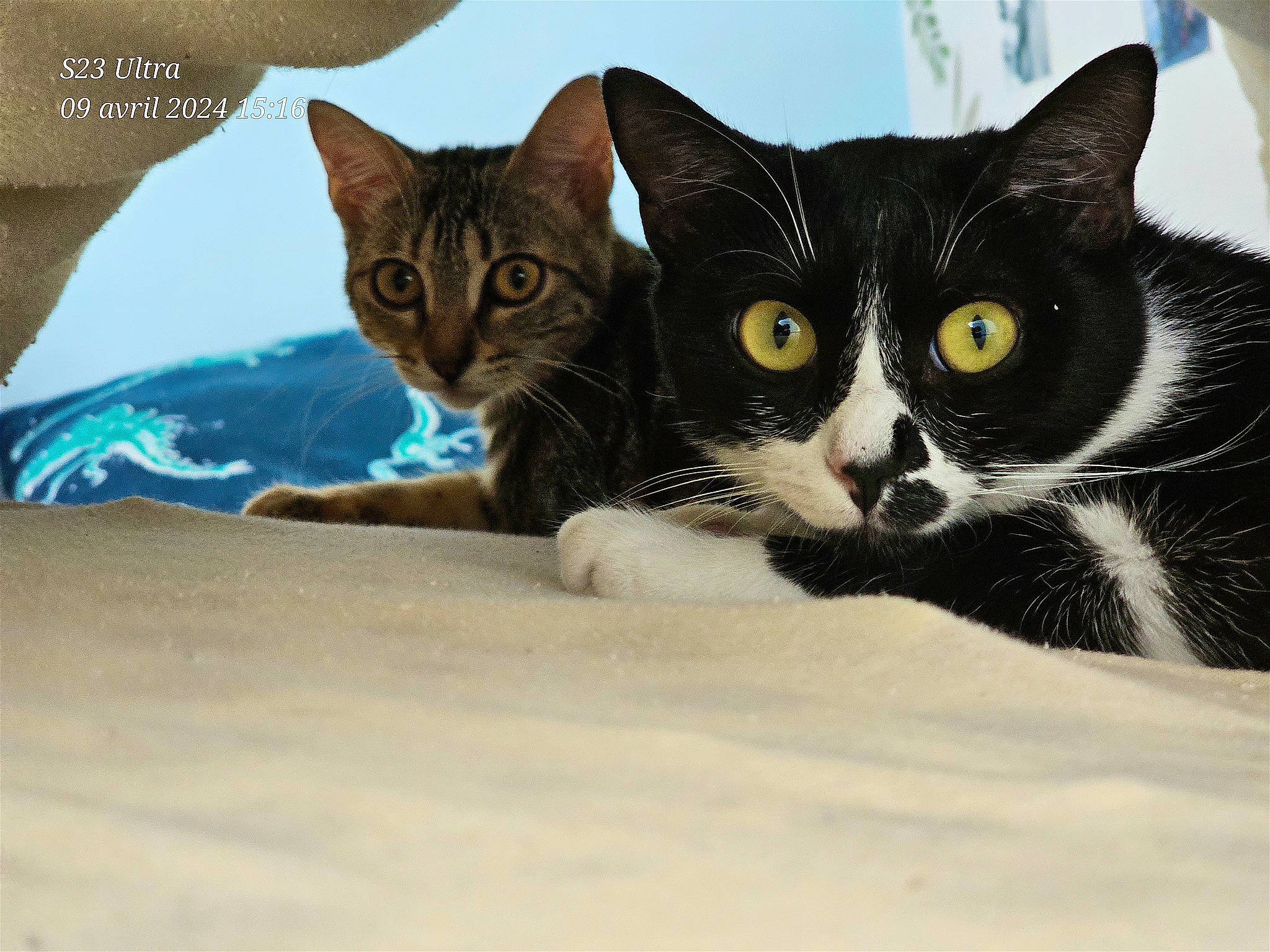 Uguette a rejoint le concours — aidez-le/la à gagner de superbes lots ! carnivore, cat, claw, comfort, domestic_short_haired_cat, eye, felidae, fur, paw, small_to_medium_sized_cats, snout, tail, terrestrial_animal, tree, whiskers, window