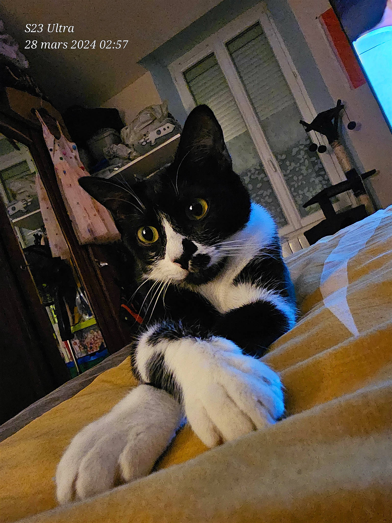 Uguette a rejoint le concours — aidez-le/la à gagner de superbes lots ! carnivore, cat, comfort, domestic_short_haired_cat, felidae, flooring, fur, human_leg, paw, sitting, small_to_medium_sized_cats, snout, stairs, tail, whiskers, window, wood