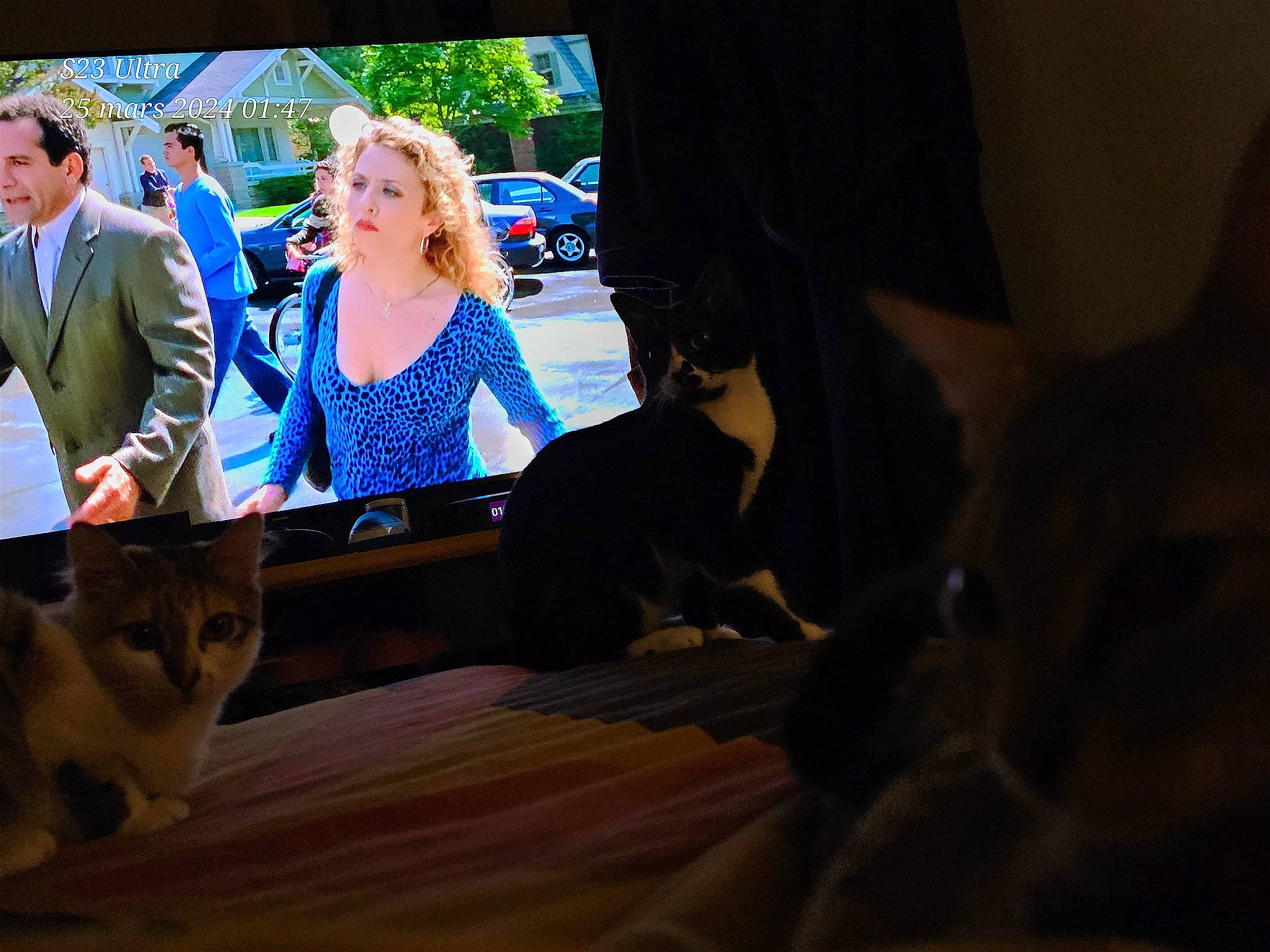 Uguette a rejoint le concours — aidez-le/la à gagner de superbes lots ! canidae, car, carnivore, companion_dog, curtain, dog_breed, event, fawn, felidae, flooring, fun, fur, leisure, recreation, small_to_medium_sized_cats, sporting_group, suit, tie, whiskers, wood