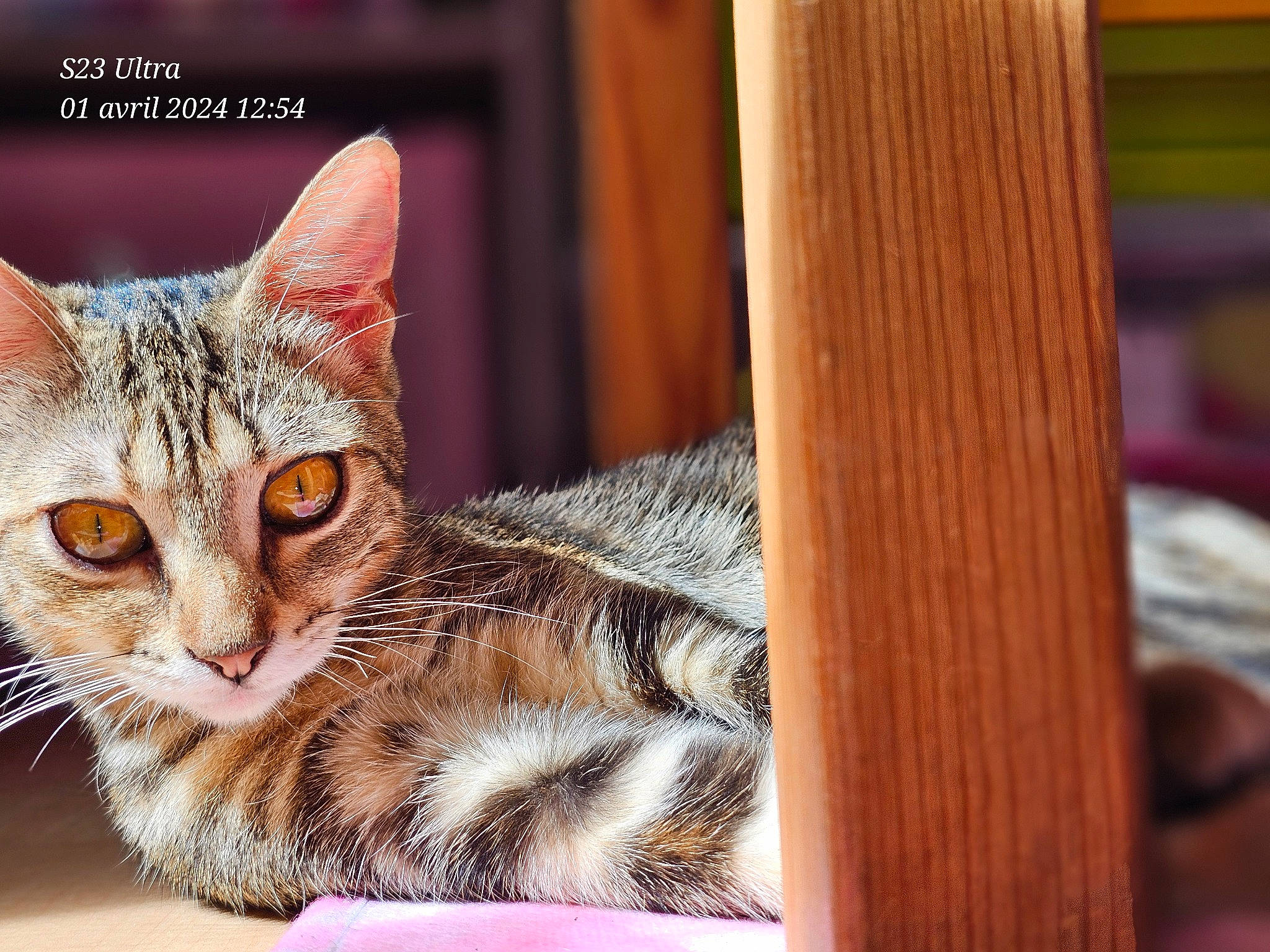 Ussa participe au concours pour gagner de l'argent avec cette photo : carnivore, cat, cat_supply, comfort, domestic_short_haired_cat, eye, felidae, fur, hardwood, paw, sitting, small_to_medium_sized_cats, snout, terrestrial_animal, whiskers, wildlife, window, wood