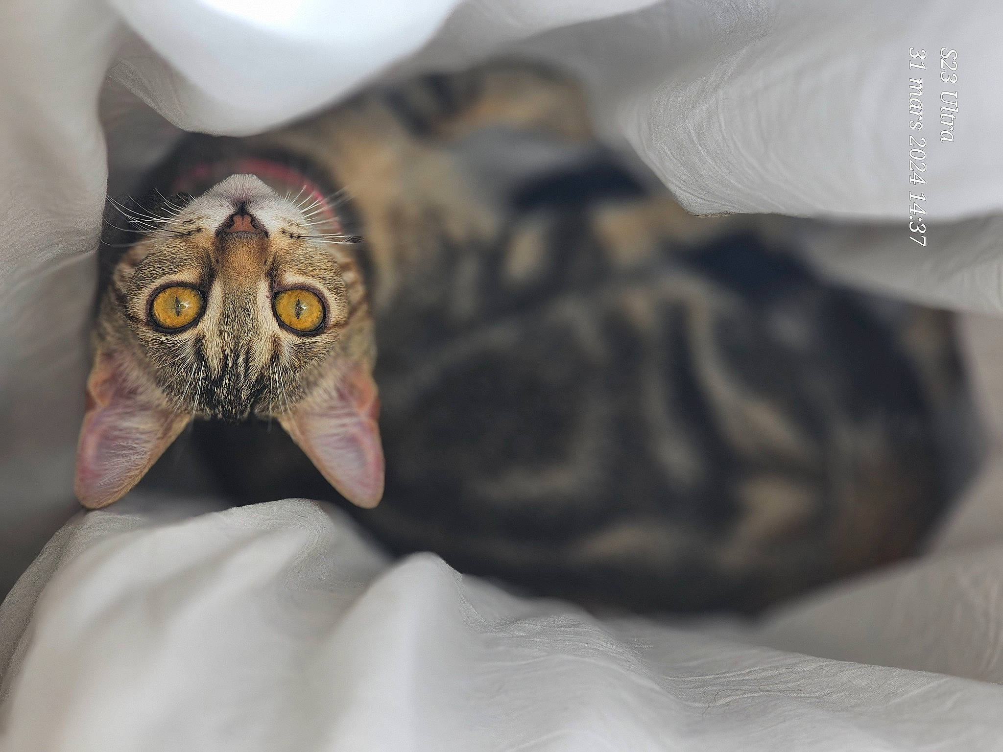 Ussa a rejoint le concours — aidez-le/la à gagner de superbes lots ! bird_of_prey, comfort, event, eyelash, eyewear, feather, felidae, fur, jaw, linens, mask, nail, owl, personal_protective_equipment, room, small_to_medium_sized_cats, whiskers