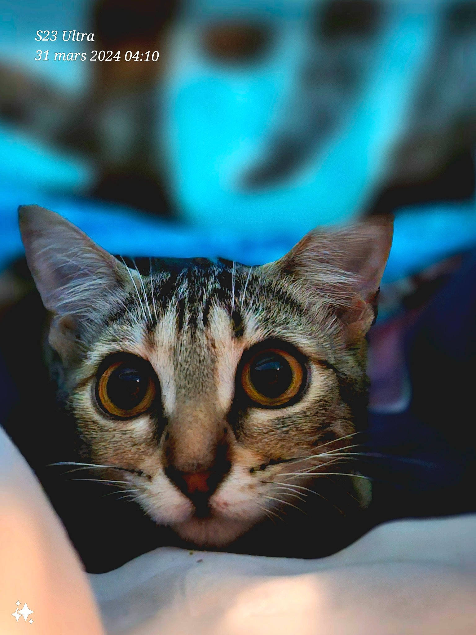 Ussa a rejoint le concours — aidez-le/la à gagner de superbes lots ! carnivore, cat, close_up, domestic_short_haired_cat, ear, eyelash, felidae, font, fur, liquid, macro_photography, organism, paw, photo_caption, small_to_medium_sized_cats, snout, stock_photography, whiskers, wildlife, window