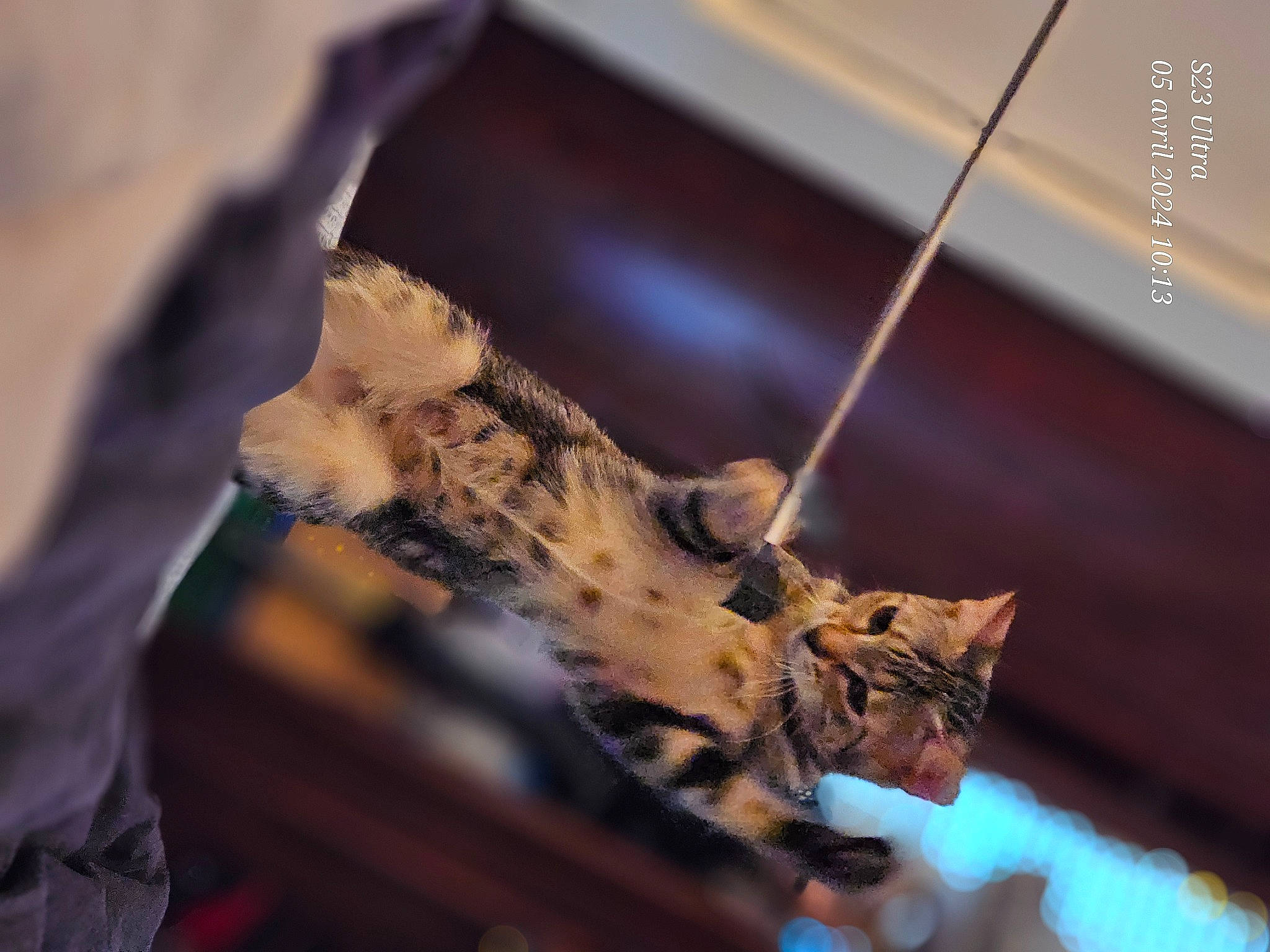 Ussa participe au concours pour gagner de l'argent avec cette photo : art, brown, carnivore, cat, domestic_short_haired_cat, felidae, flowerpot, fur, houseplant, macro_photography, metal, sculpture, small_to_medium_sized_cats, still_life_photography, terrestrial_animal, whiskers, wildlife, wood