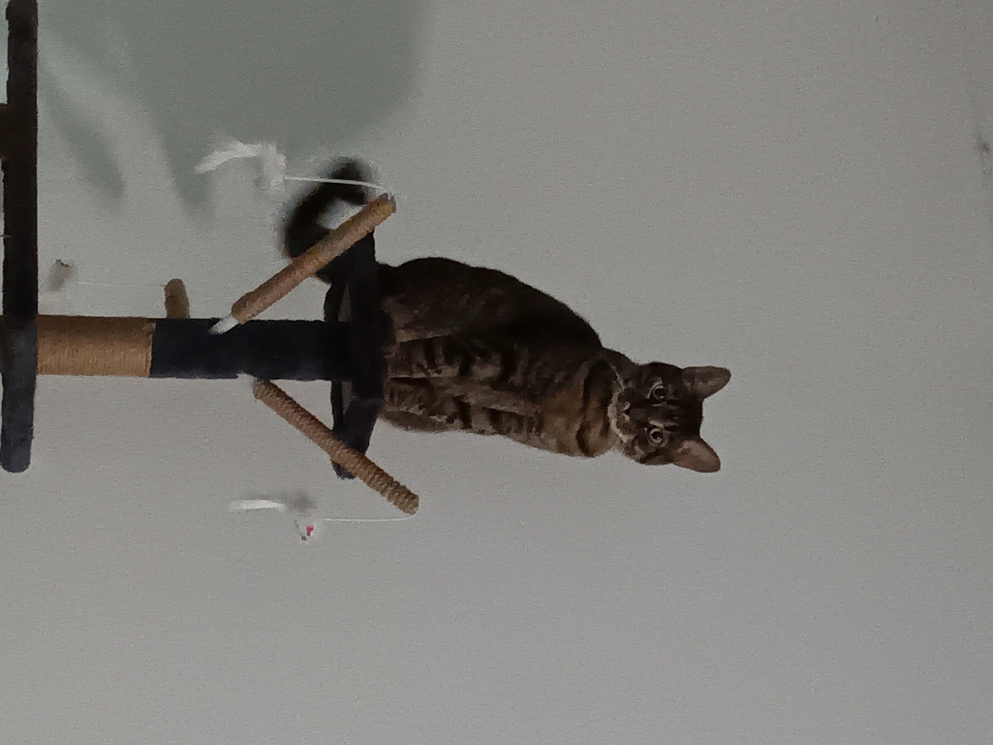 Freya is registered to the contest to win money with this photo: beak, carnivore, cat, domestic_short_haired_cat, felidae, small_to_medium_sized_cats, tail, twig, whiskers, wildlife, wood