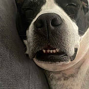 Tania participe au concours pour gagner de l'argent avec cette photo : animal, black_and_white, close_up, companion, couch, cute, dog, face, fur, indoor, nose, pet, portrait, relaxed, resting, sleeping, sleepy, snout, teeth, whiskers