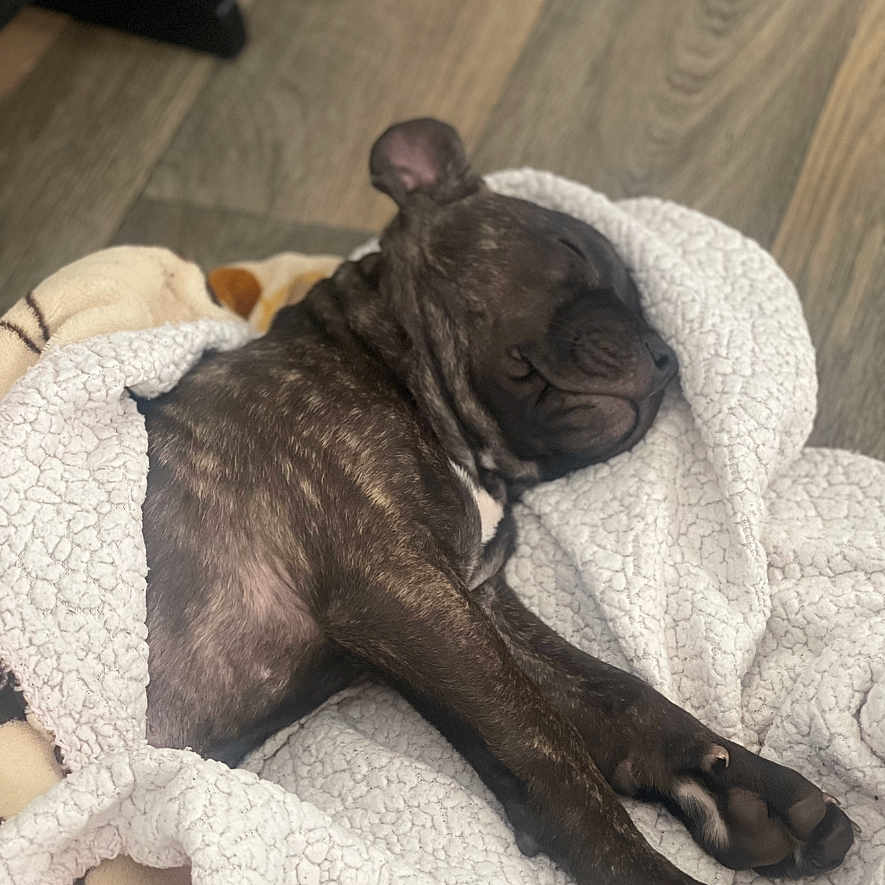 Alby is registered to the contest to win money with this photo: animal, back, blanket, bodypart, bulldog, canine, dog, finger, frenchbulldog, hand, indoors, interiordesign, person, pet, pitbull, pug, puppy, quilt, sleeping, towel