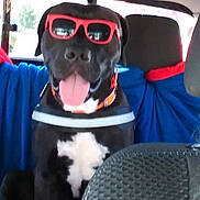 Frank is registered to the contest to win money with this photo: animal, back_seat, black_dog, blanket, canine, car_interior, collar, cute, dog, domestic_animal, happy, pet, road_trip, seat, sunglasses, sunlight, tongue_out, transportation, vehicle, window