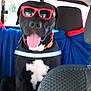 animal, back_seat, black_dog, blanket, canine, car_interior, collar, cute, dog, domestic_animal, happy, pet, road_trip, seat, sunglasses, sunlight, tongue_out, transportation, vehicle, window