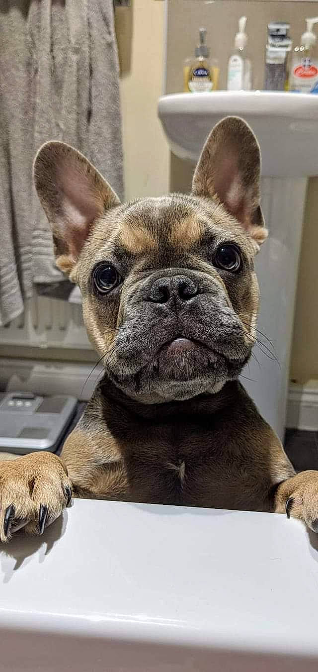 Olive is registered to the contest to win money with this photo: bulldog, carnivore, collar, companion_dog, dog, dog_breed, dog_collar, ear, fawn, french_bulldog, fur, mammal, non_sporting_group, snout, sporting_group, terrestrial_animal, toy_dog, whiskers, working_animal, wrinkle