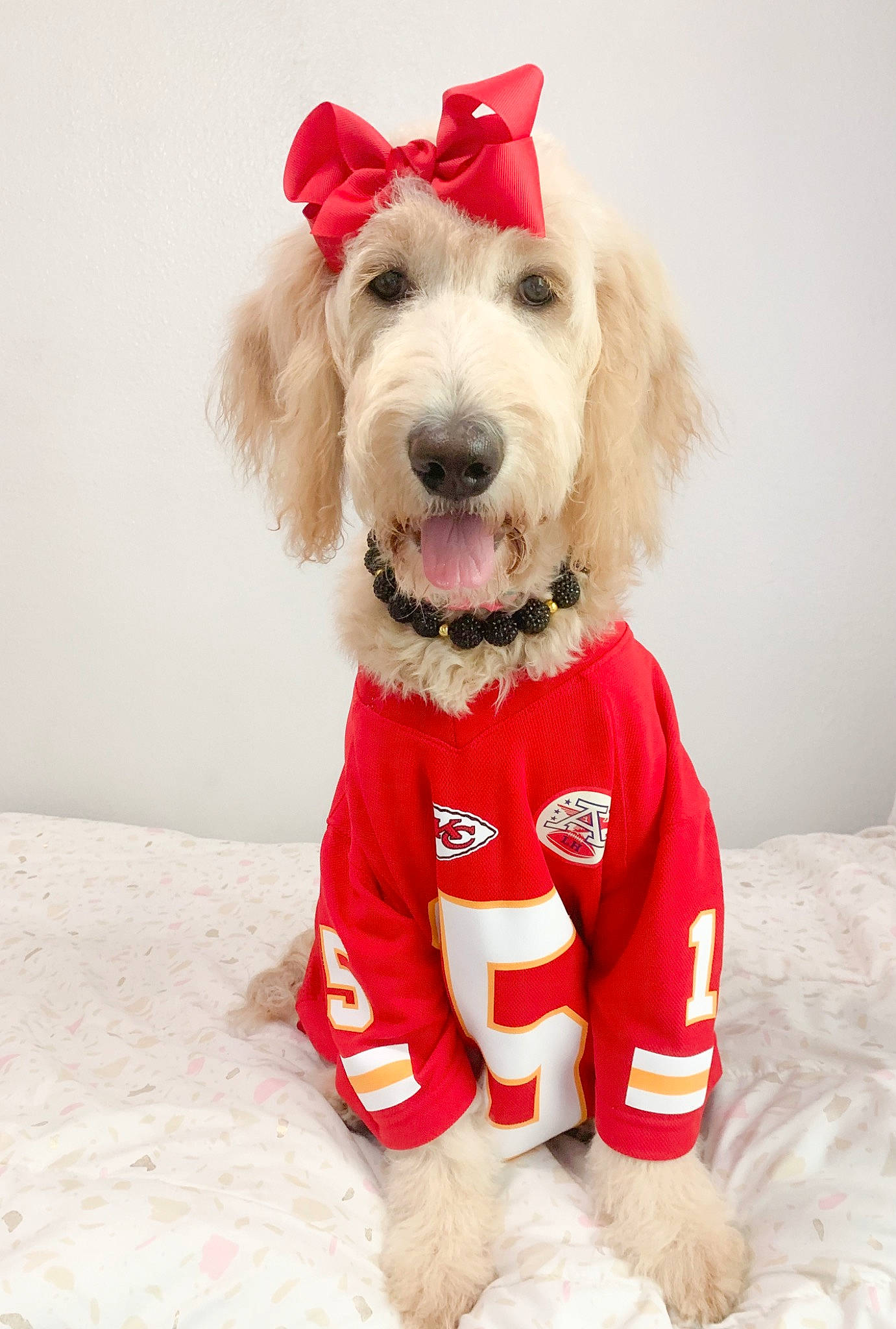 Annie is registered to the contest to win money with this photo: canidae, carnivore, collar, companion_dog, dog, dog_breed, dog_clothes, dog_collar, dog_supply, fashion_accessory, fawn, fur, liver, personal_protective_equipment, pet_supply, snout, sporting_group, toy, toy_dog, working_animal