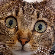 Lilly a rejoint le concours — aidez-le/la à gagner de superbes lots ! cat, tabby, close_up, wide_eyes, fur, whiskers, ears, nose, indoor, pet, animal, curious, face, mammal, feline, domestic_cat, soft_background, alert, cute, portrait