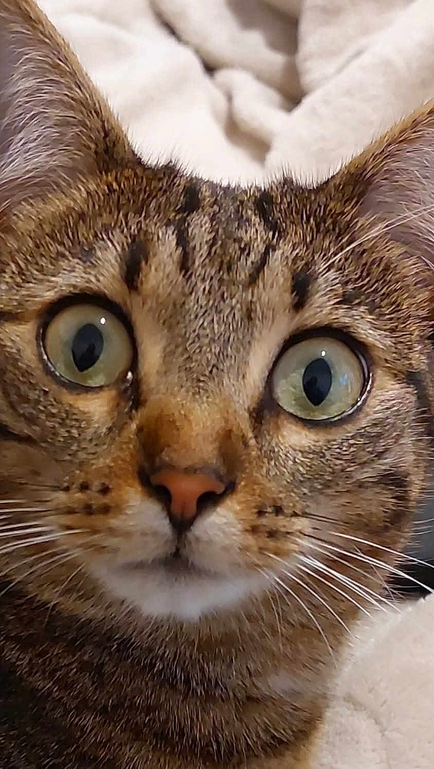 Lilly a rejoint le concours — aidez-le/la à gagner de superbes lots ! cat, tabby, close_up, wide_eyes, fur, whiskers, ears, nose, indoor, pet, animal, curious, face, mammal, feline, domestic_cat, soft_background, alert, cute, portrait