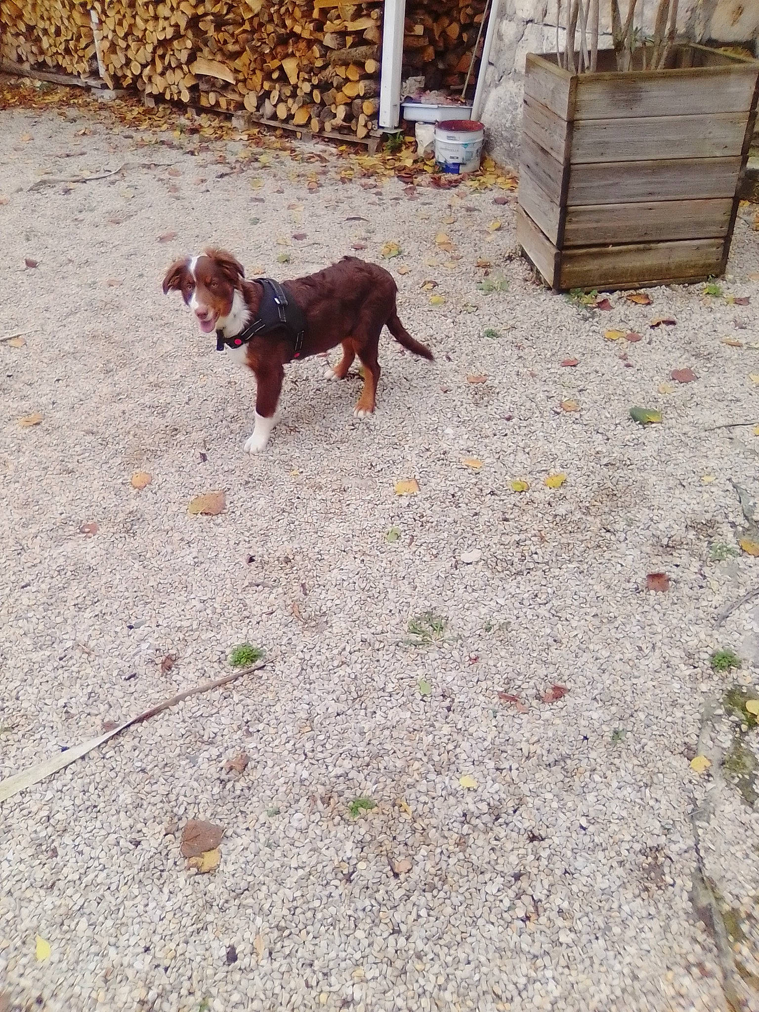 Candy participe au concours pour gagner de l'argent avec cette photo : braque_francais, canidae, carnivore, companion_dog, dog, dog_breed, fawn, flooring, grass, hunting_dog, liver, snout, soil, sporting_group, street_dog, tail, terrestrial_animal, water_dog, wood, working_animal