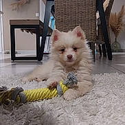 Nino a rejoint le concours — aidez-le/la à gagner de superbes lots ! puppy, dog, toy, rope_toy, rug, indoor, floor, chair, woven_chair, home_interior, decor, fluffy, cute, pet, animal, white_rug, relaxed, small_dog, carpet, living_room