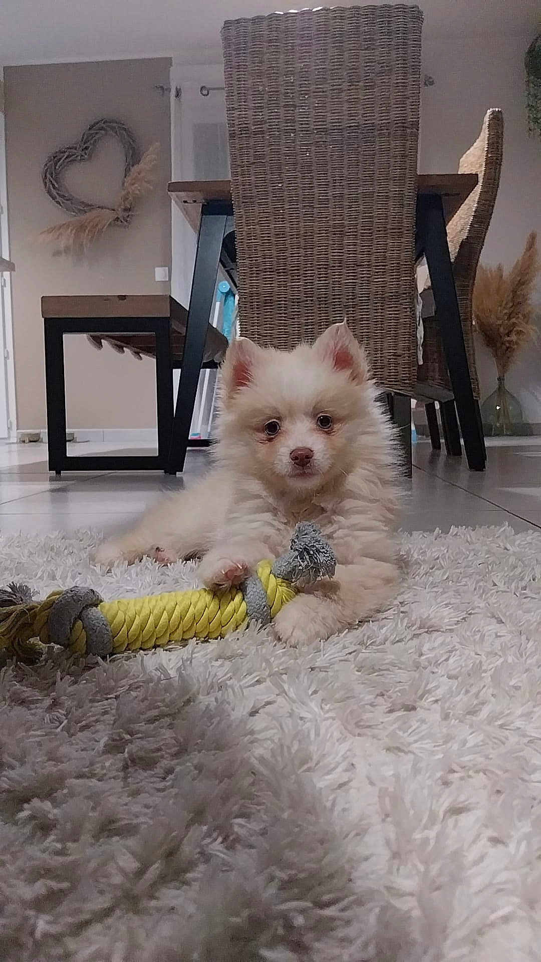 Nino a rejoint le concours — aidez-le/la à gagner de superbes lots ! puppy, dog, toy, rope_toy, rug, indoor, floor, chair, woven_chair, home_interior, decor, fluffy, cute, pet, animal, white_rug, relaxed, small_dog, carpet, living_room