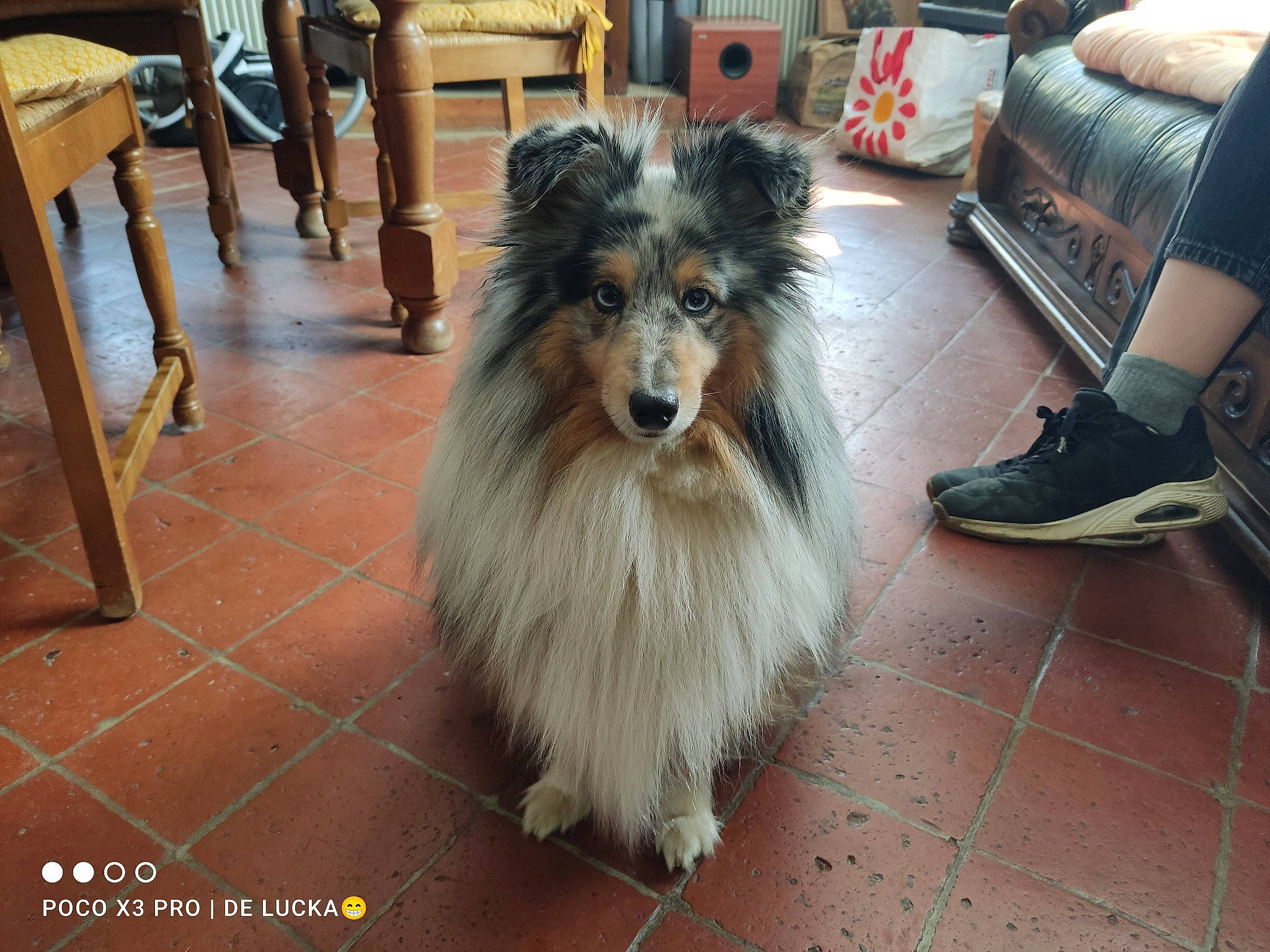 Orion participe au concours pour gagner de l'argent avec cette photo : carnivore, chair, collie, companion_dog, dog, dog_breed, fawn, floor, flooring, furniture, hardwood, herding_dog, rough_collie, scotch_collie, shetland_sheepdog, snout, sporting_group, studio_couch, whiskers, wood