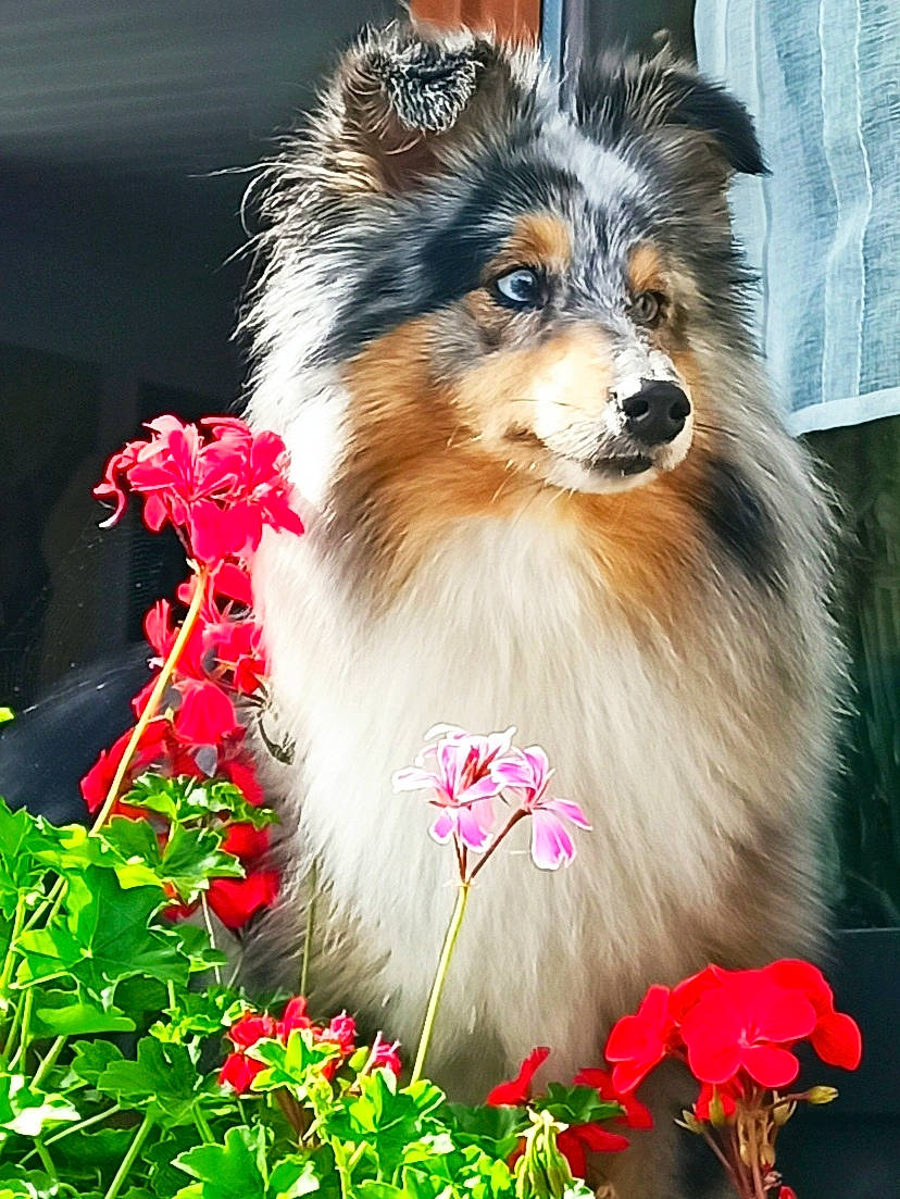 Orion participe au concours pour gagner de l'argent avec cette photo : ancient_dog_breeds, canidae, carnivore, collie, companion_dog, dog, dog_breed, flower, fur, grass, petal, plant, rough_collie, scotch_collie, shetland_sheepdog, snout, sporting_group, terrestrial_animal, whiskers, working_dog