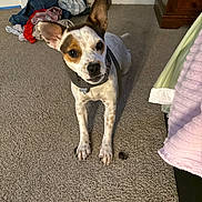 Cinnamon joined the competition — help win amazing prizes! animal, bedroom, blanket, brown_fur, carpet, collar, dog, front_legs, furniture, home, indoors, laundry, looking_at_camera, pet, portrait, puppy, sitting, tag, upright_ears, white_fur