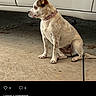 Cinnamon is registered to the contest to win money with this photo: animal, brown_patches, canine, car, collar, concrete, dog, driveway, leash, outdoor, pet, pink_collar, pointed_ears, portrait, profile, sitting, social_media_screenshot, speckled_fur, vehicle, white_fur