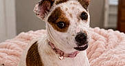 Cinnamon is registered to the contest to win money with this photo: bed, bedroom, black_nose, brown_eyes, brown_patches, cattle_dog, close_up, cozy, dog, floppy_ear, heart_charm, indoor, lying_down, pet, photography, pink_blanket, pink_collar, portrait, upright_ear, white_fur