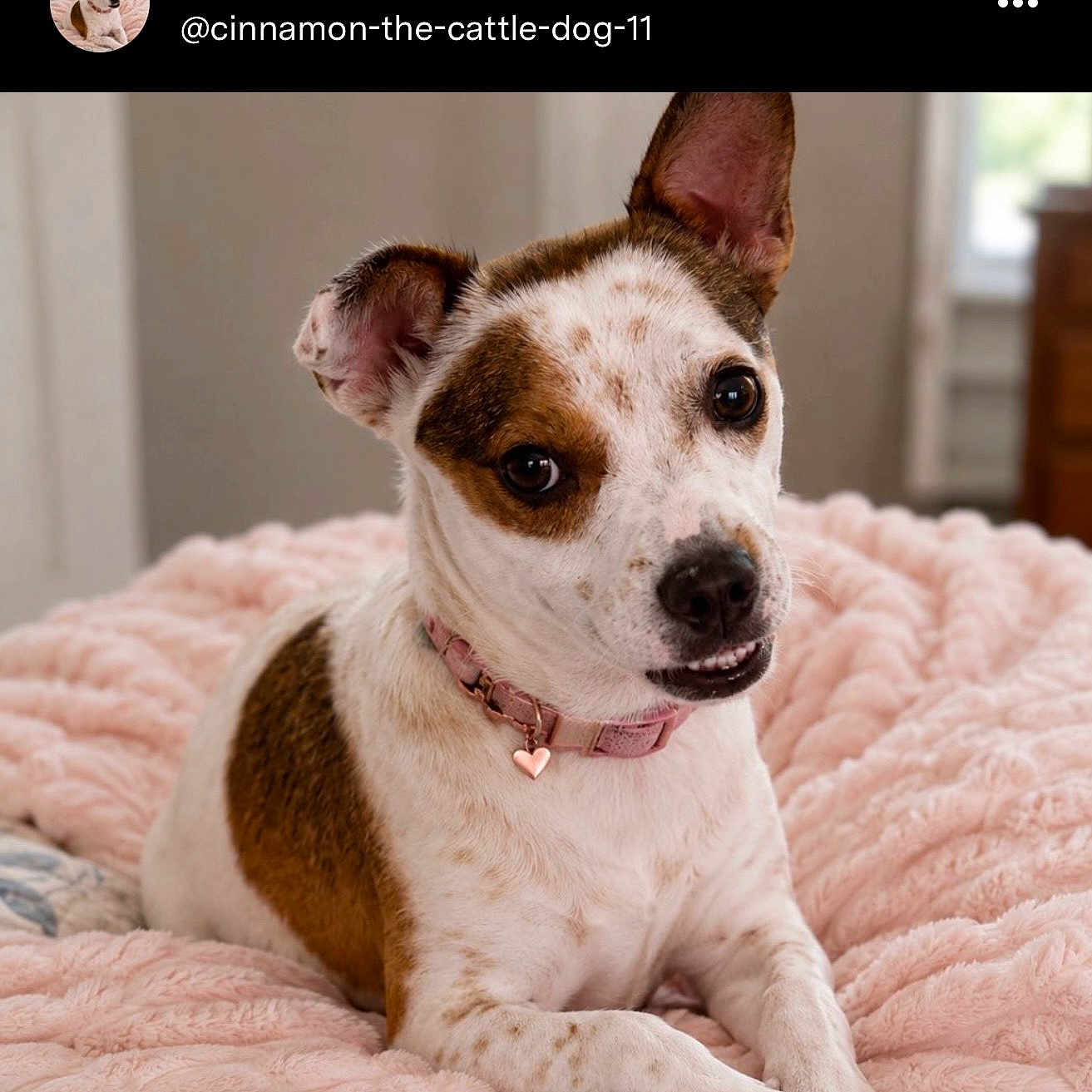 Cinnamon is registered to the contest to win money with this photo: bed, bedroom, black_nose, brown_eyes, brown_patches, cattle_dog, close_up, cozy, dog, floppy_ear, heart_charm, indoor, lying_down, pet, photography, pink_blanket, pink_collar, portrait, upright_ear, white_fur