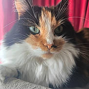 Micheline Bellet a rejoint le concours — aidez-le/la à gagner de superbes lots ! cat, calico, close_up, fluffy_fur, green_eyes, whiskers, pet, indoor, red_curtain, soft_surface, feline, portrait, relaxed, animal, mammal, cute, domestic, long_hair, resting, cozy