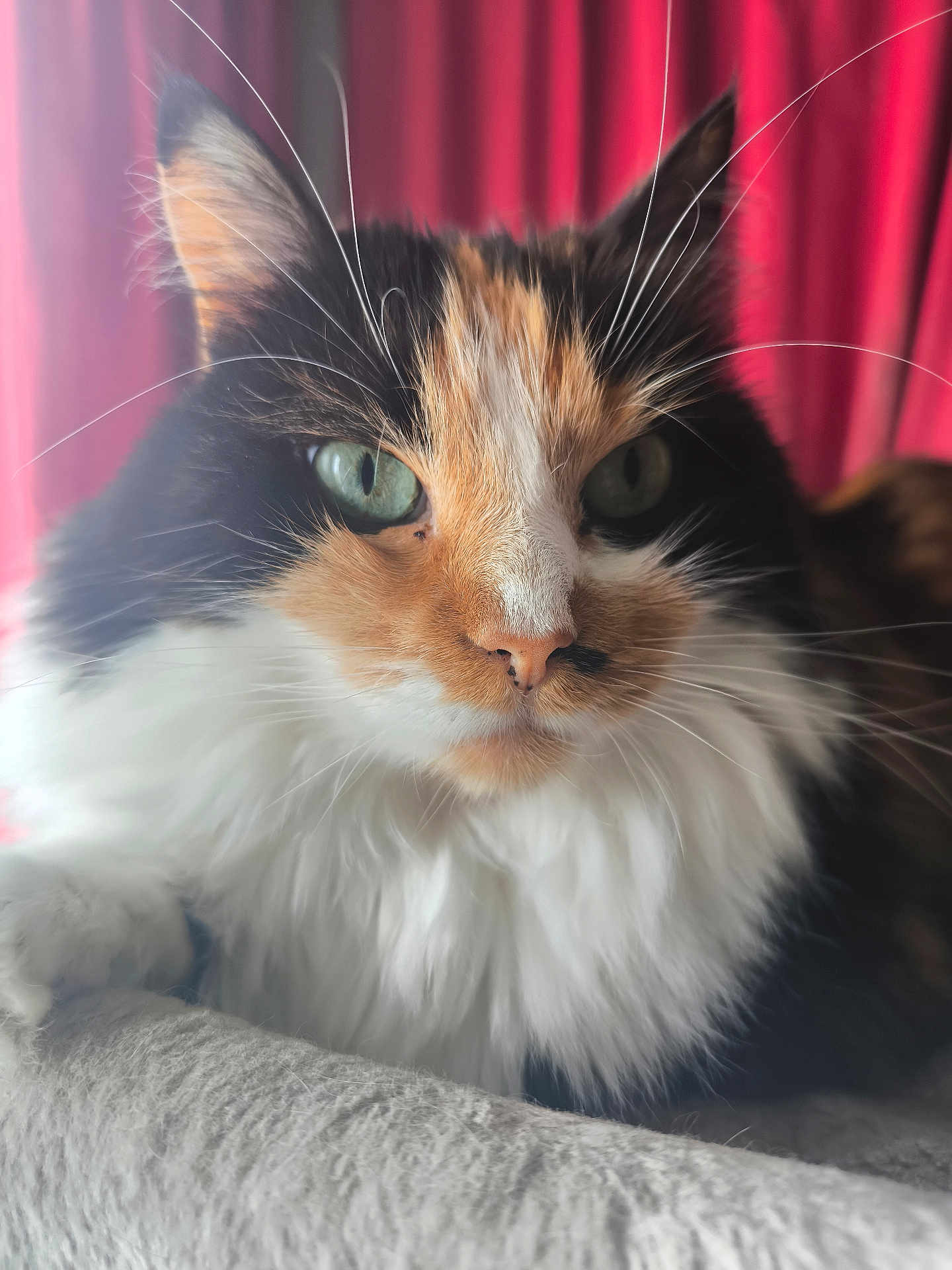 Micheline Bellet a rejoint le concours — aidez-le/la à gagner de superbes lots ! cat, calico, close_up, fluffy_fur, green_eyes, whiskers, pet, indoor, red_curtain, soft_surface, feline, portrait, relaxed, animal, mammal, cute, domestic, long_hair, resting, cozy