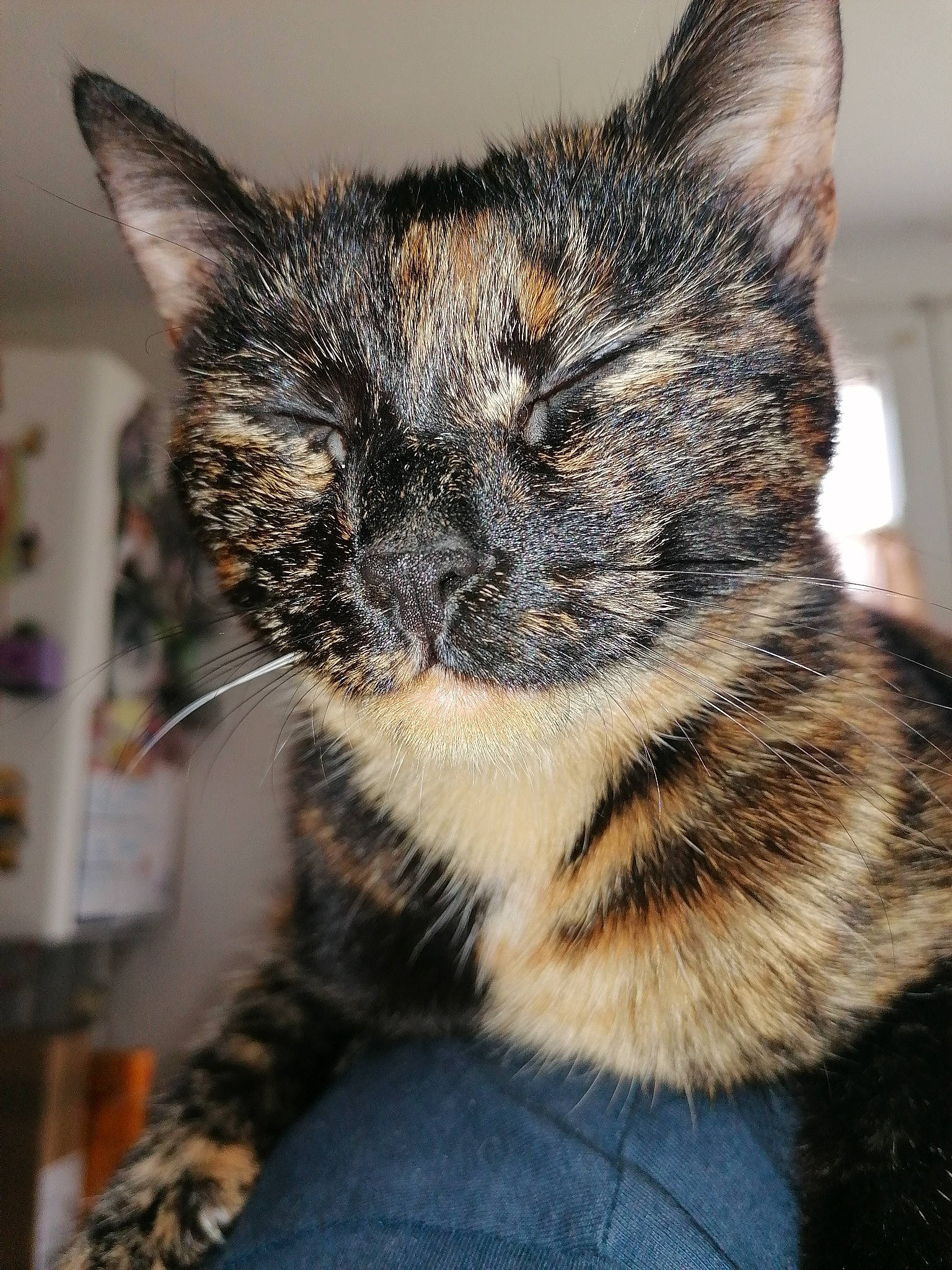 Millie participe au concours pour gagner de l'argent avec cette photo : american_shorthair, asian, california_spangled, carnivore, cat, domestic_short_haired_cat, dragon_li, ear, european_shorthair, eye, felidae, fur, german_rex, kitten, mammal, small_to_medium_sized_cats, snout, tabby_cat, whiskers, wildlife