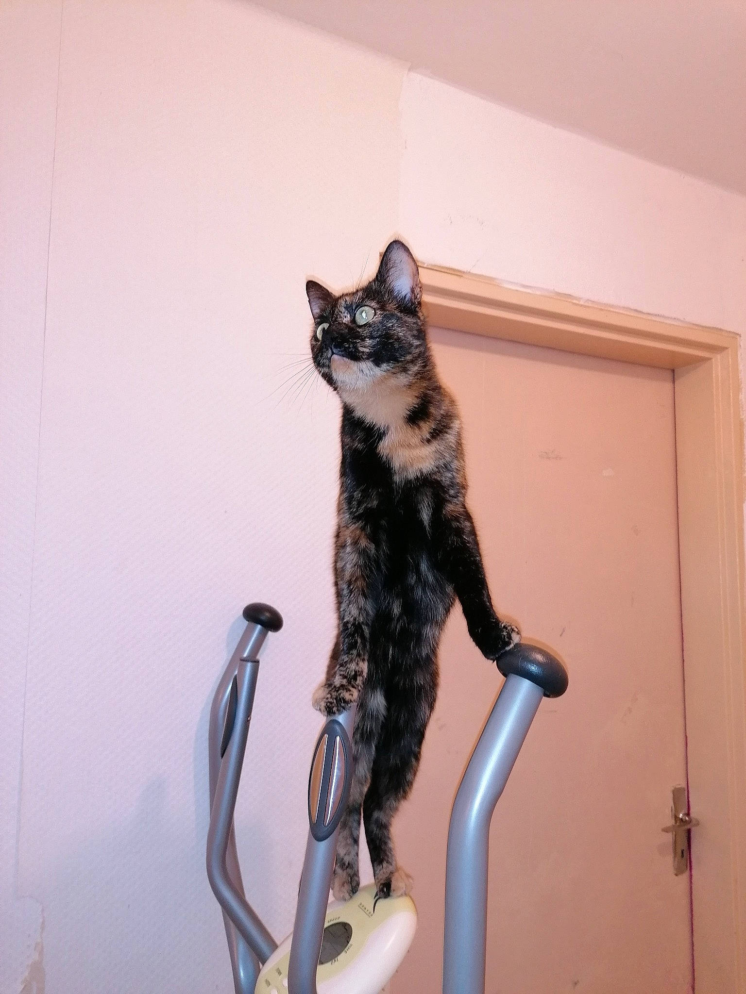 Millie participe au concours pour gagner de l'argent avec cette photo : asian, carnivore, cat, domestic_short_haired_cat, european_shorthair, felidae, fur, kitten, metal, small_to_medium_sized_cats, tail, whiskers